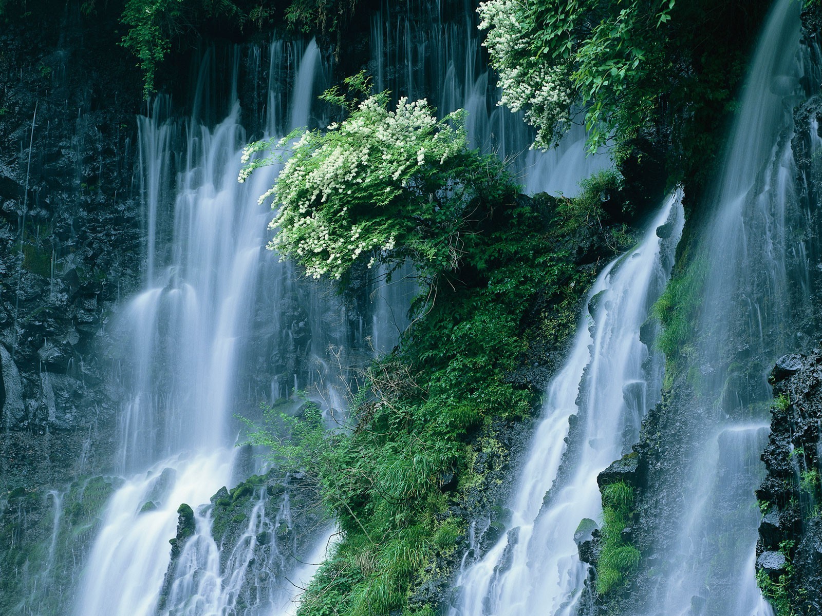 japan waterfall bush