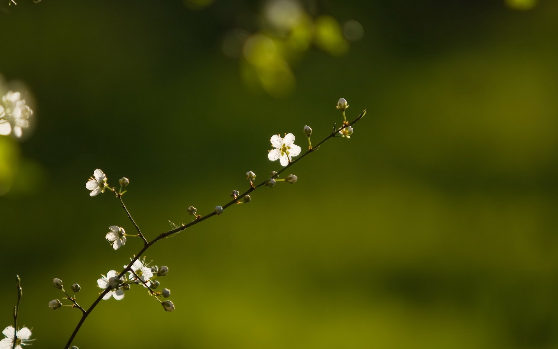 primavera ramita flor