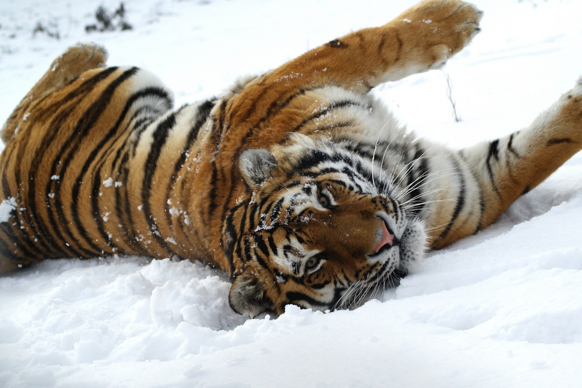 schnee wildkatze tiger