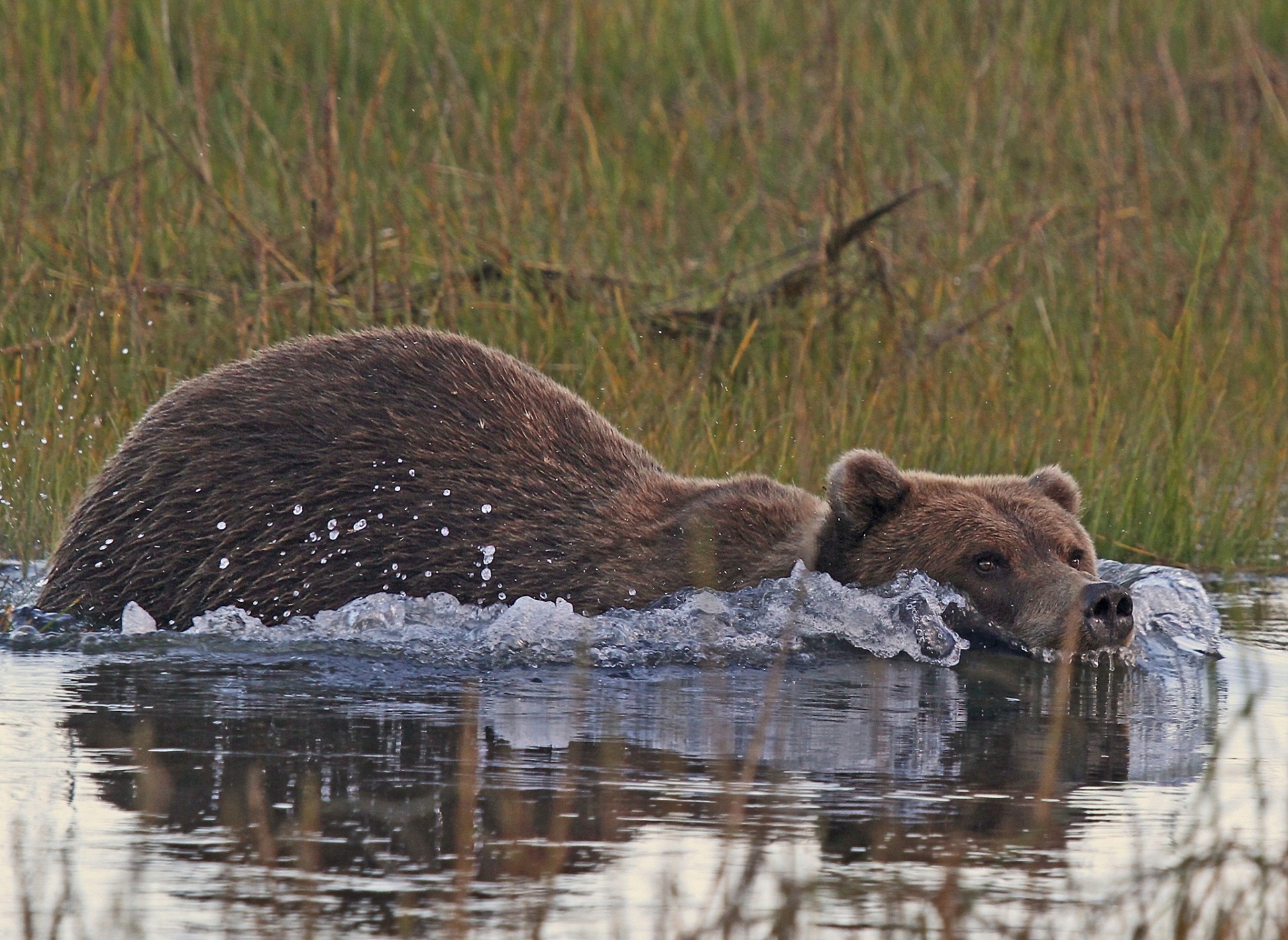 alaska oso agua sonrisa natación