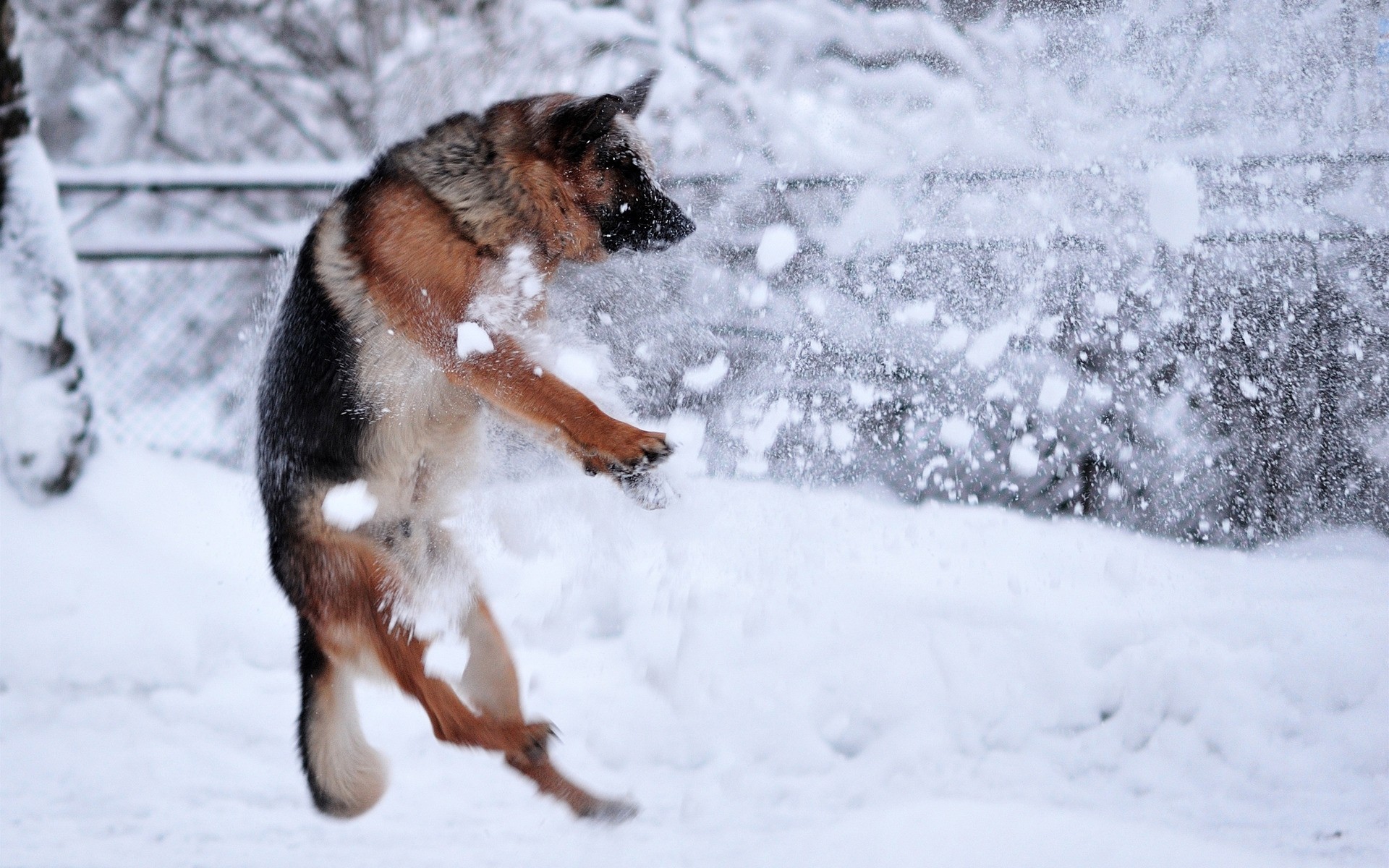 bewegung schäferhund schnee hunde situationen rasse winter