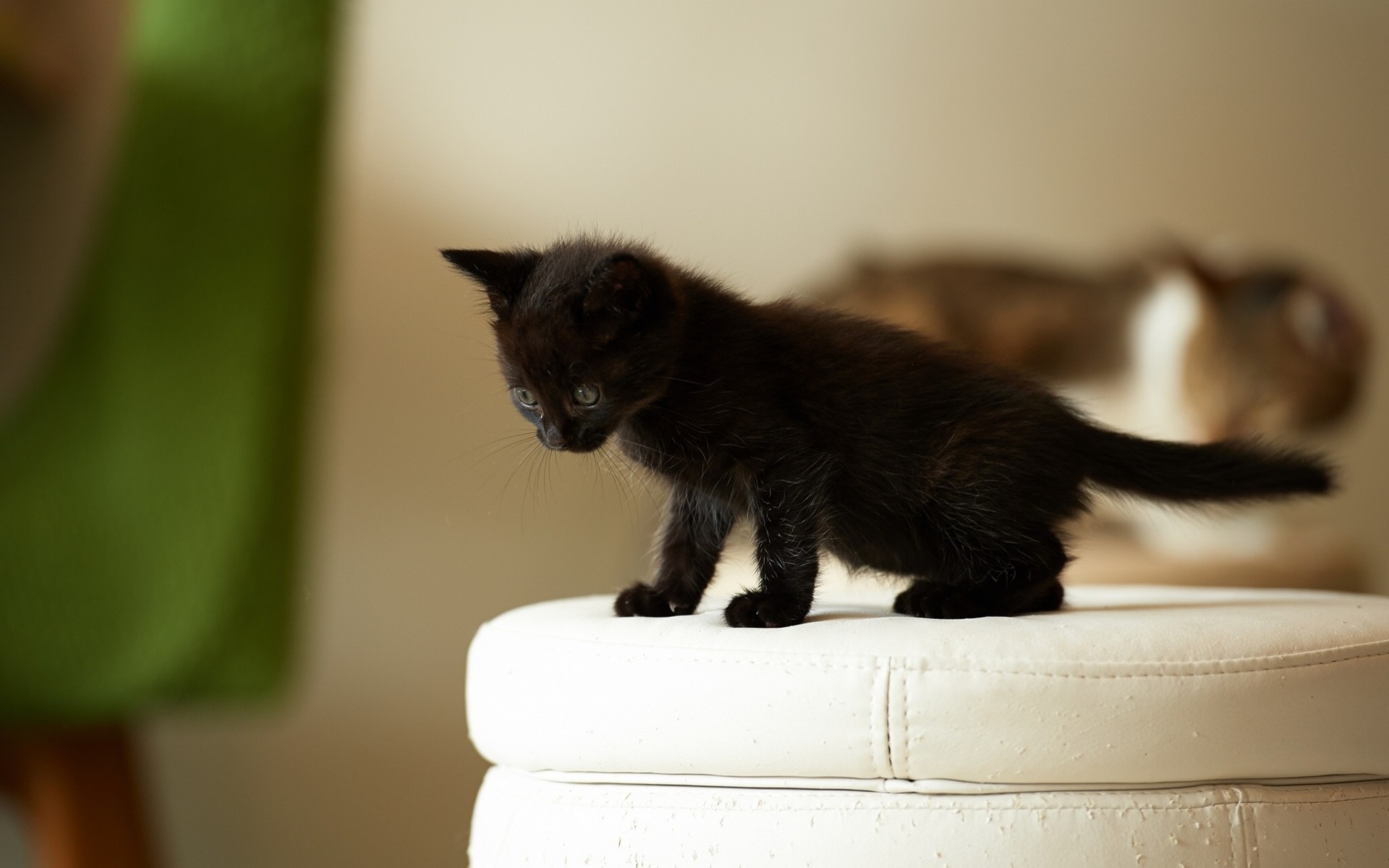 chat enfant chaton noir pouf