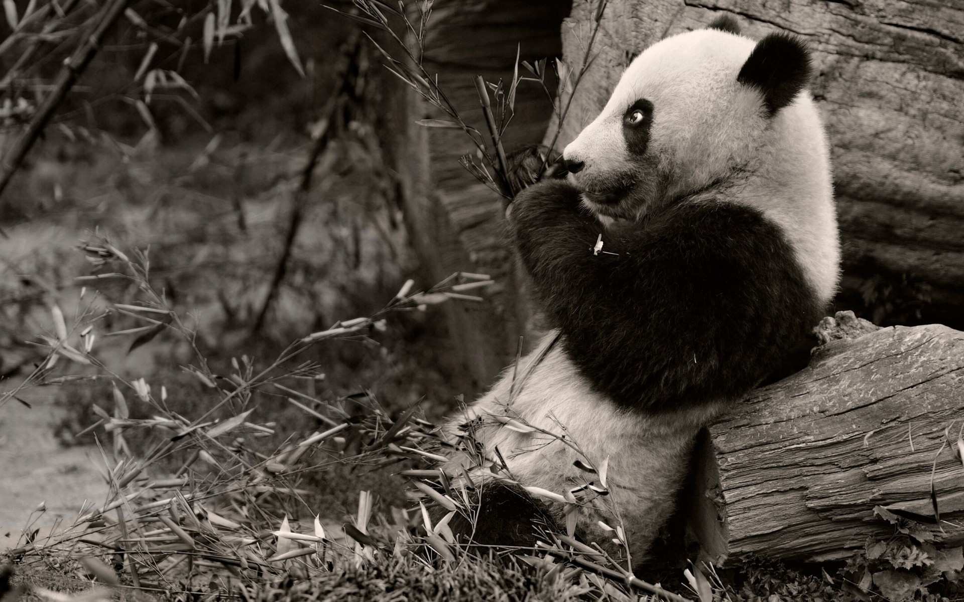 noir et blanc branches panda