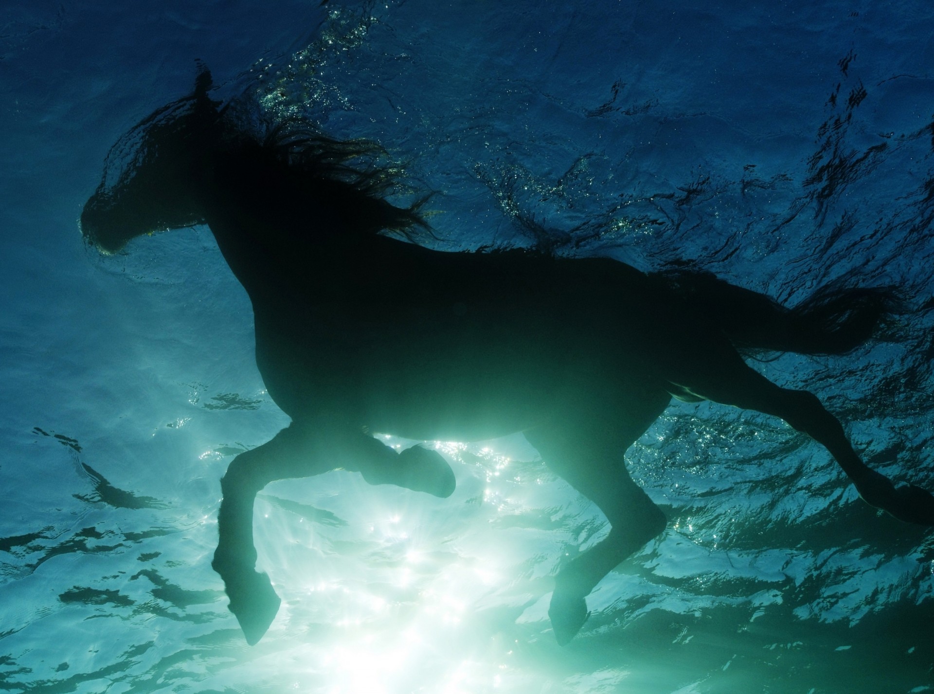 cheval natation eau