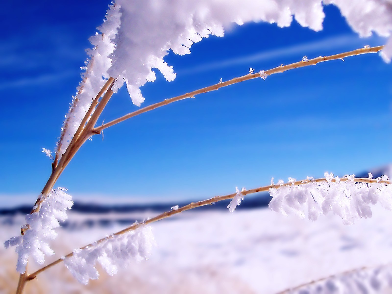 neige glace branche hiver