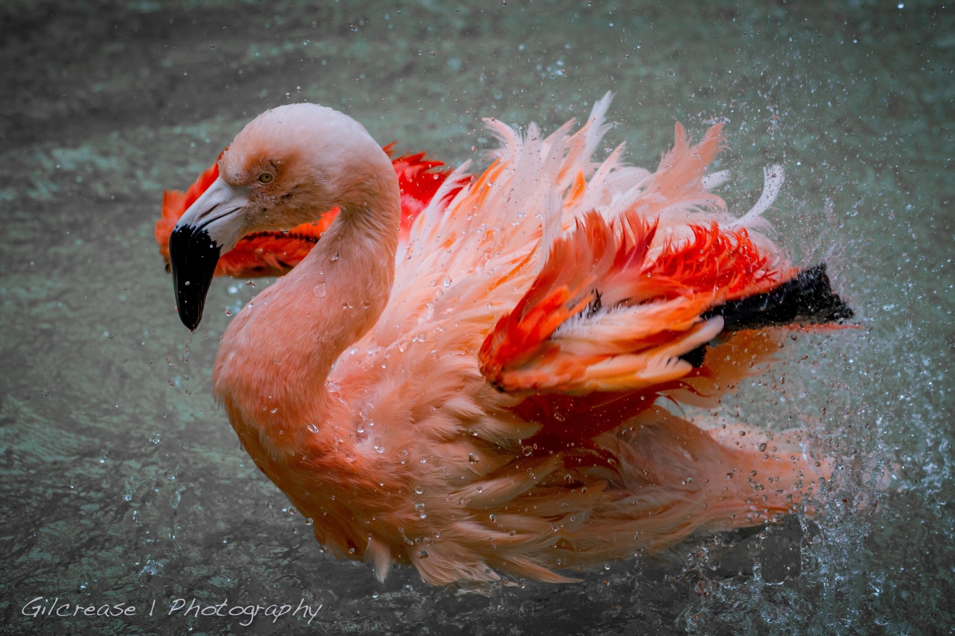 flamant rose spray eau