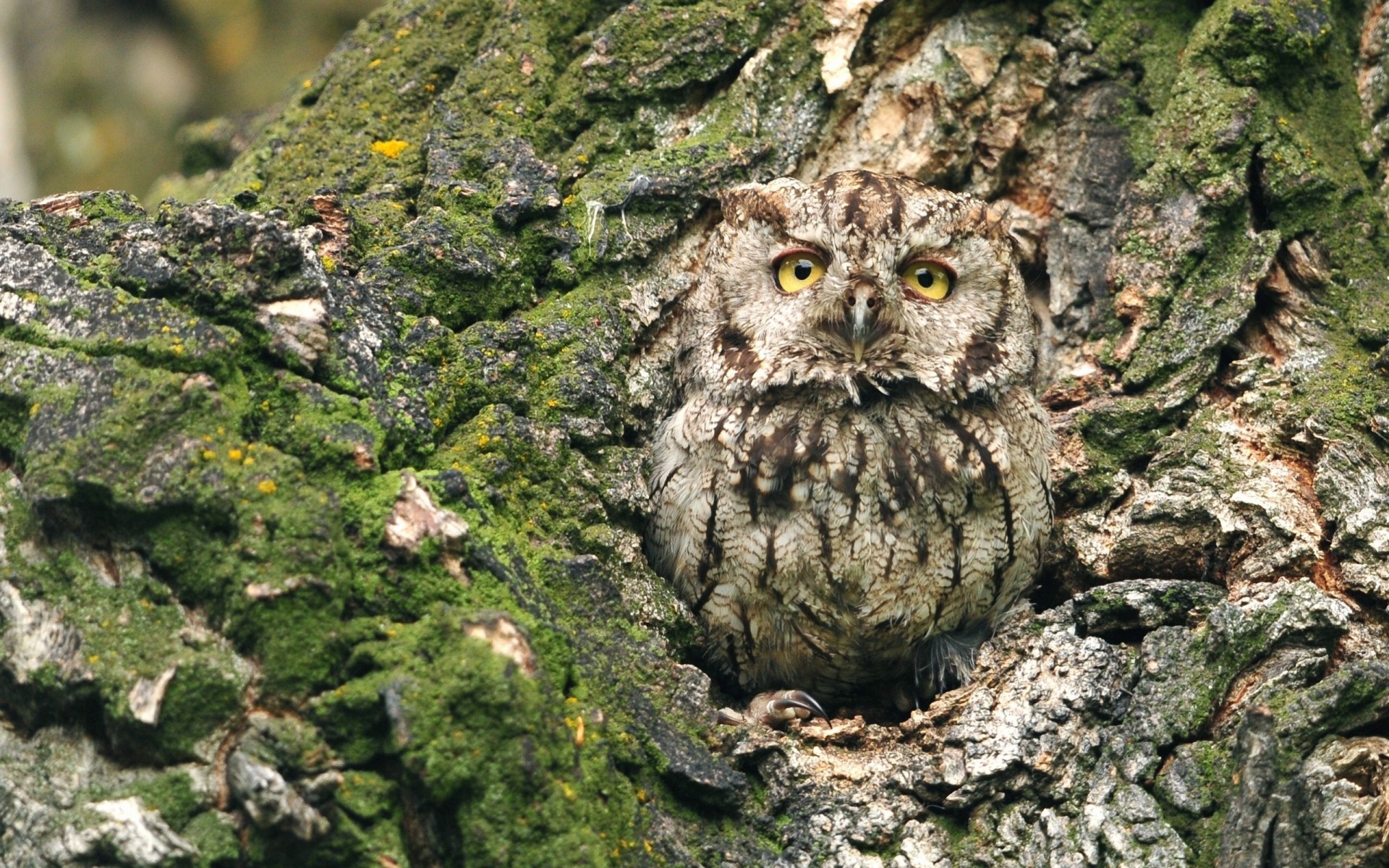 albero corteccia gufo cavità camouflage