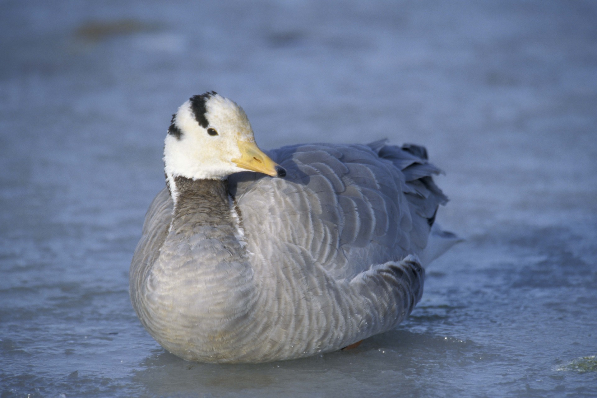 uccelli anatra piume inverno