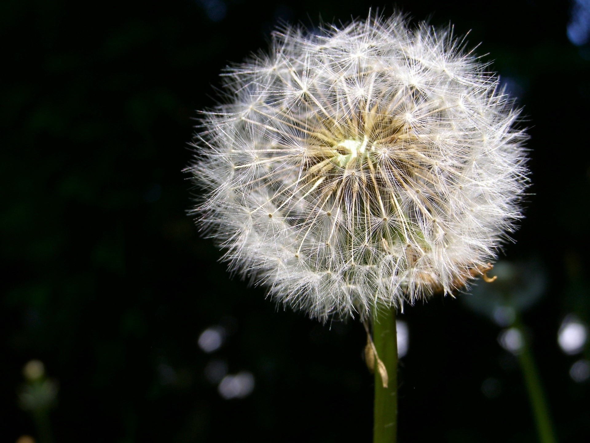 dente di leone fluff