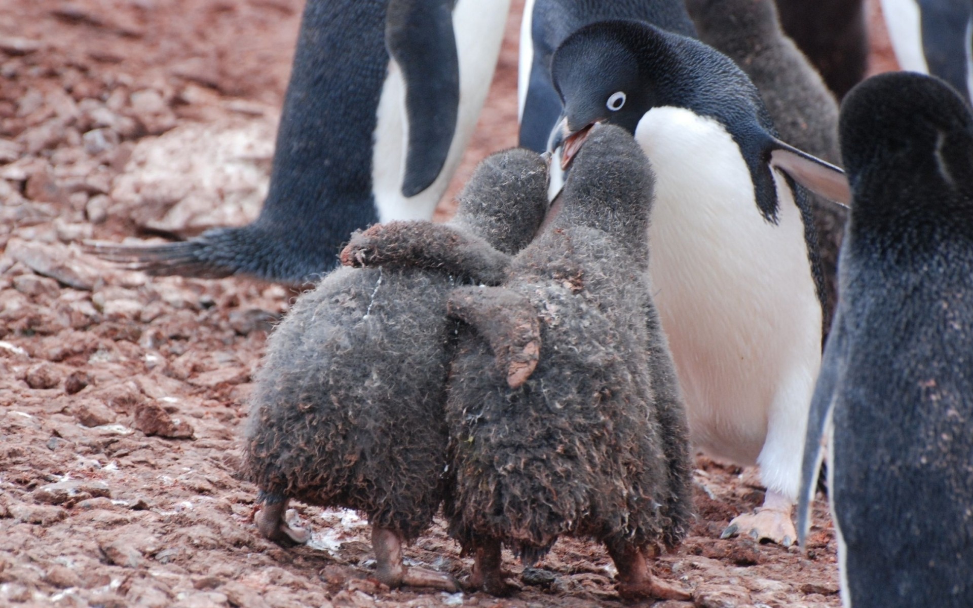 cura pinguini abbracci neve