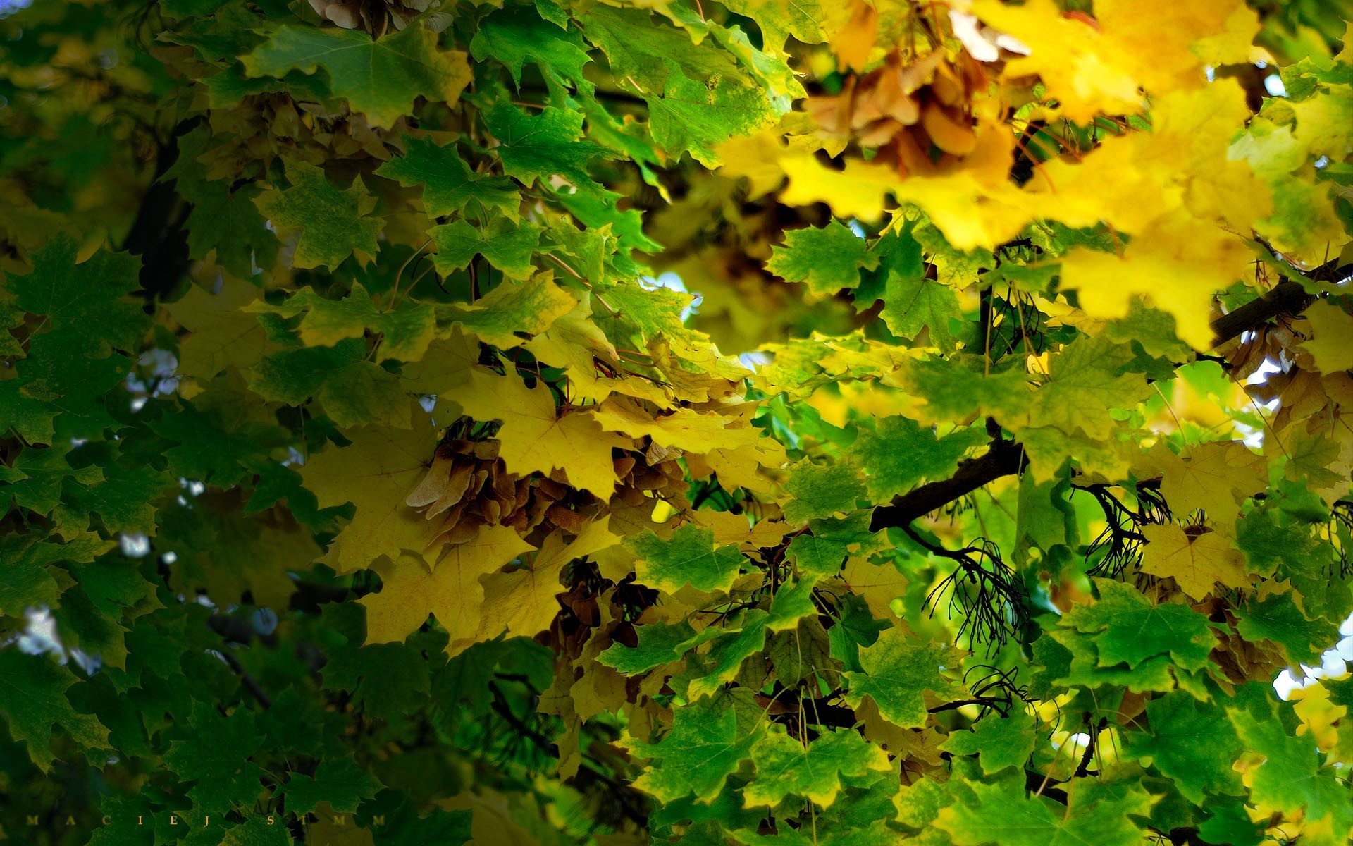 foglie rami autunno