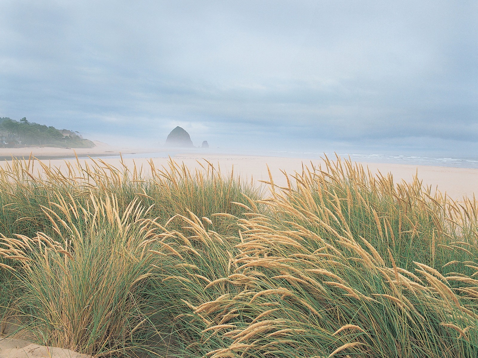 herbe plage côte mer