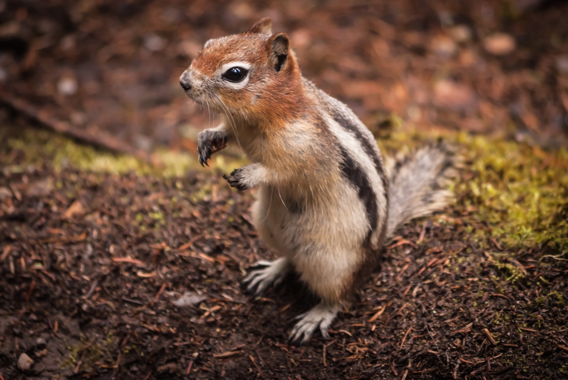 bestia animale chipmunk