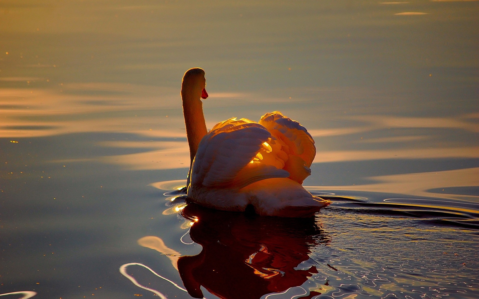 ripple swan reflection pond water