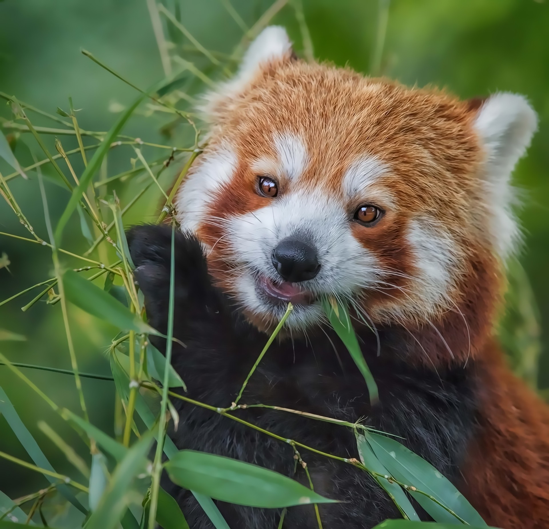 bambus czerwona panda młode