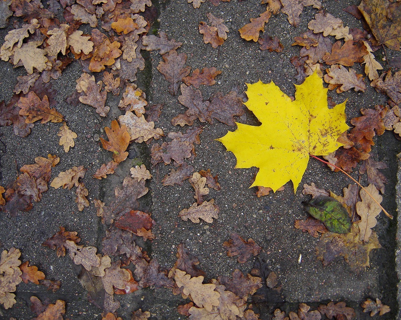 herbst blatt gelb