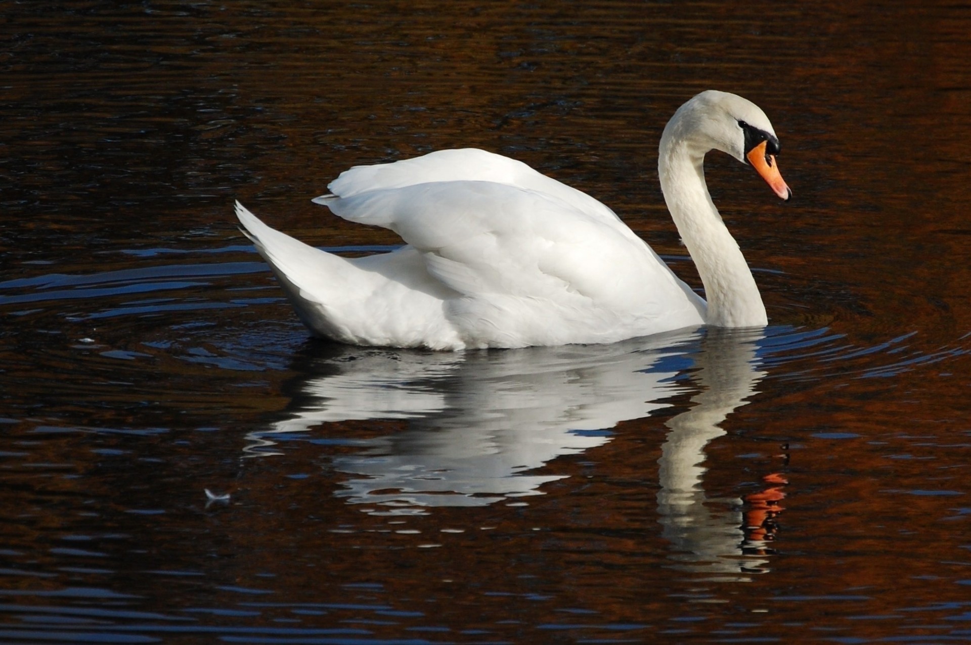 water white swan