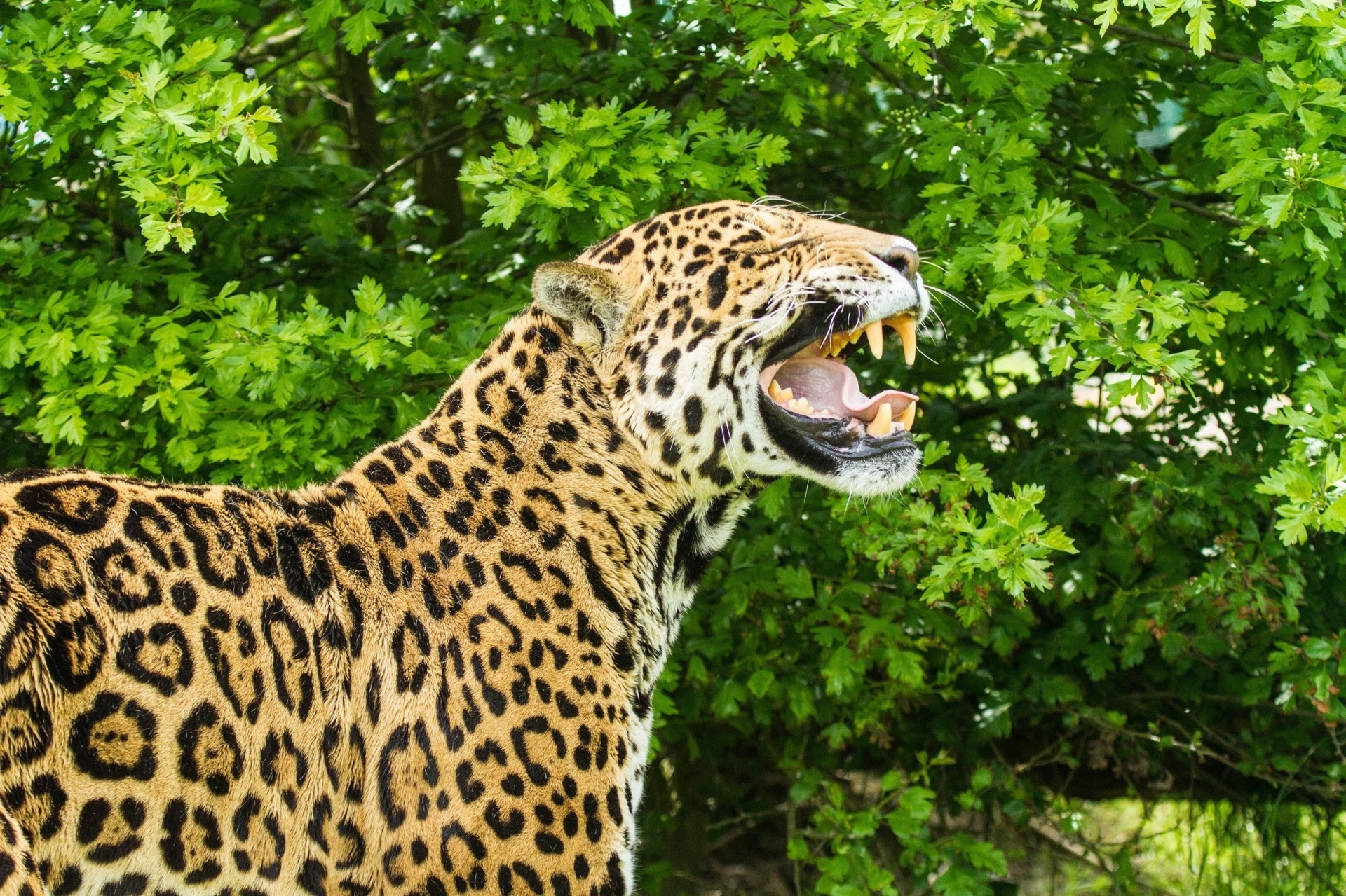 wildkatze eckzähne jaguar mund