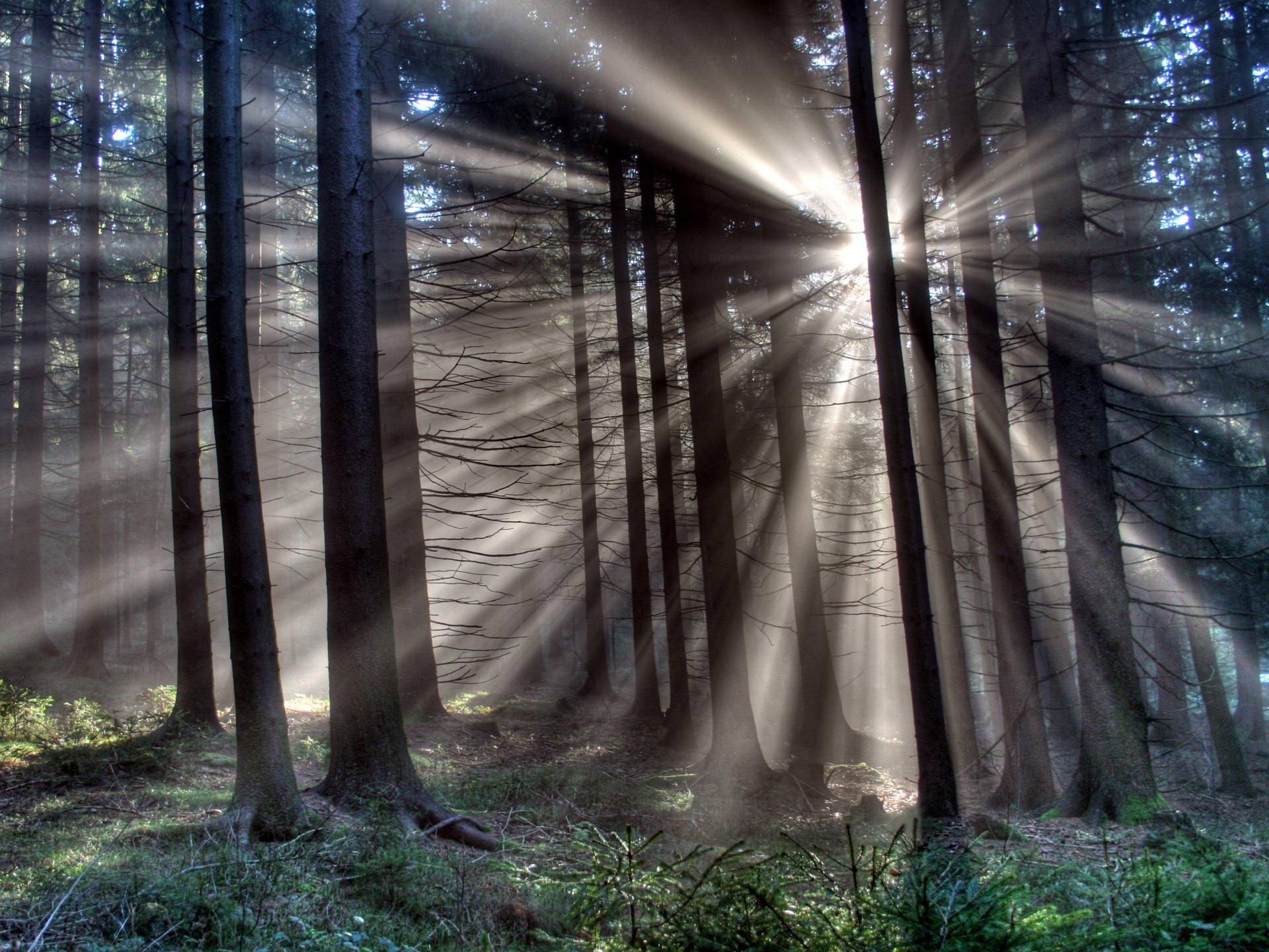 foresta alberi raggi luce