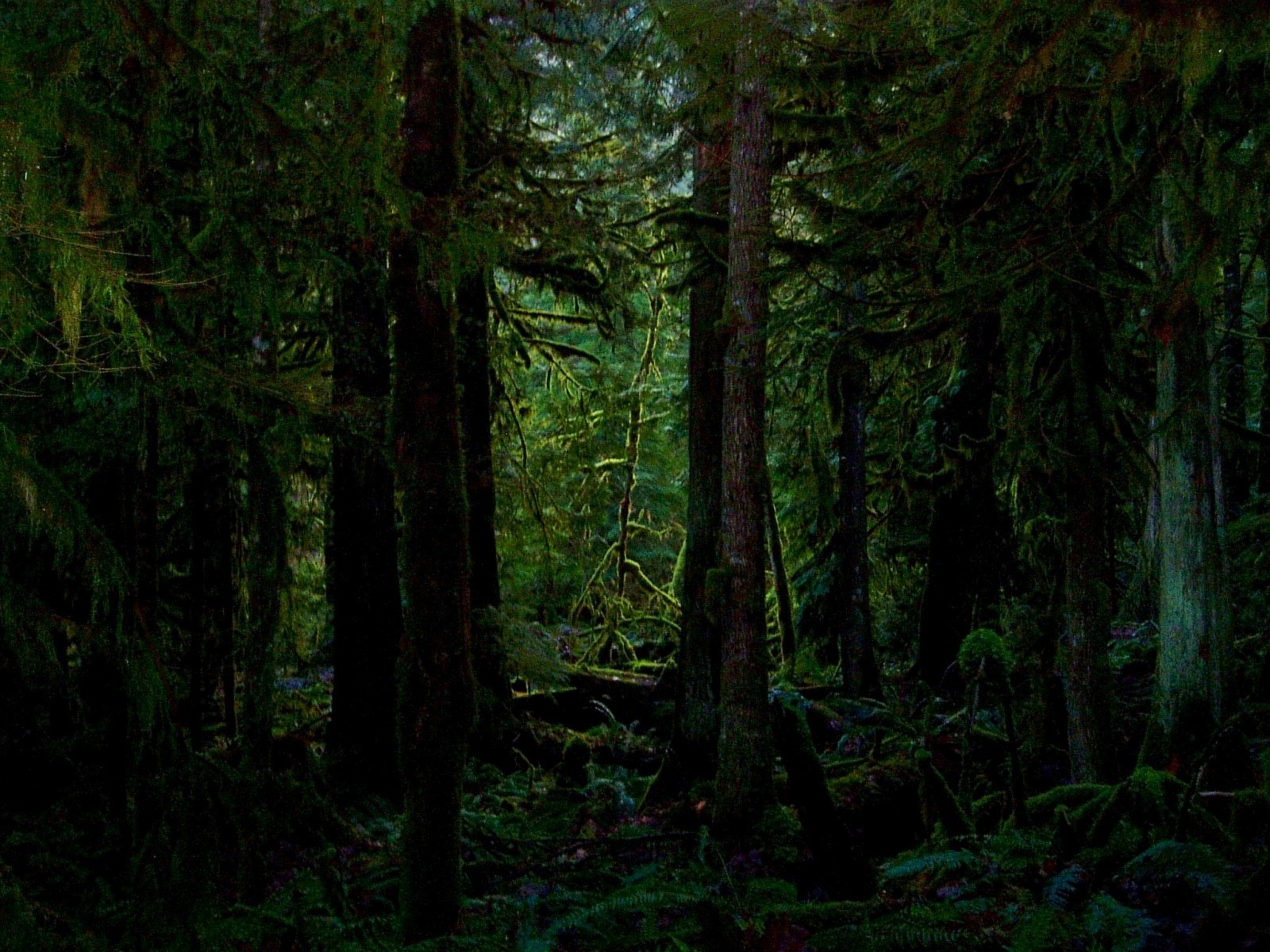 bosque matorral árboles musgo