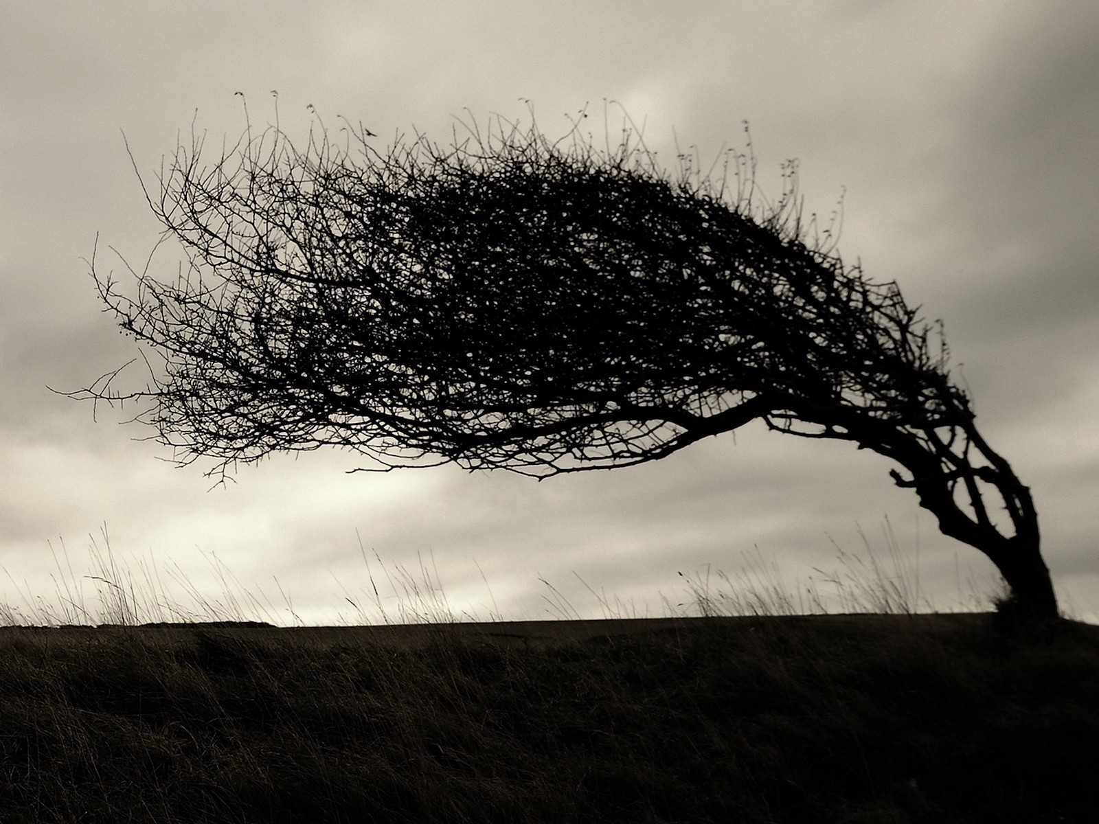 árbol ramas pendiente