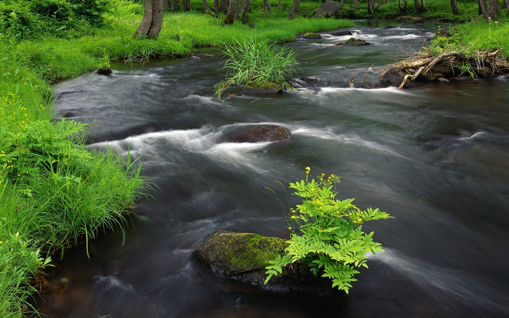 fiume verde erba