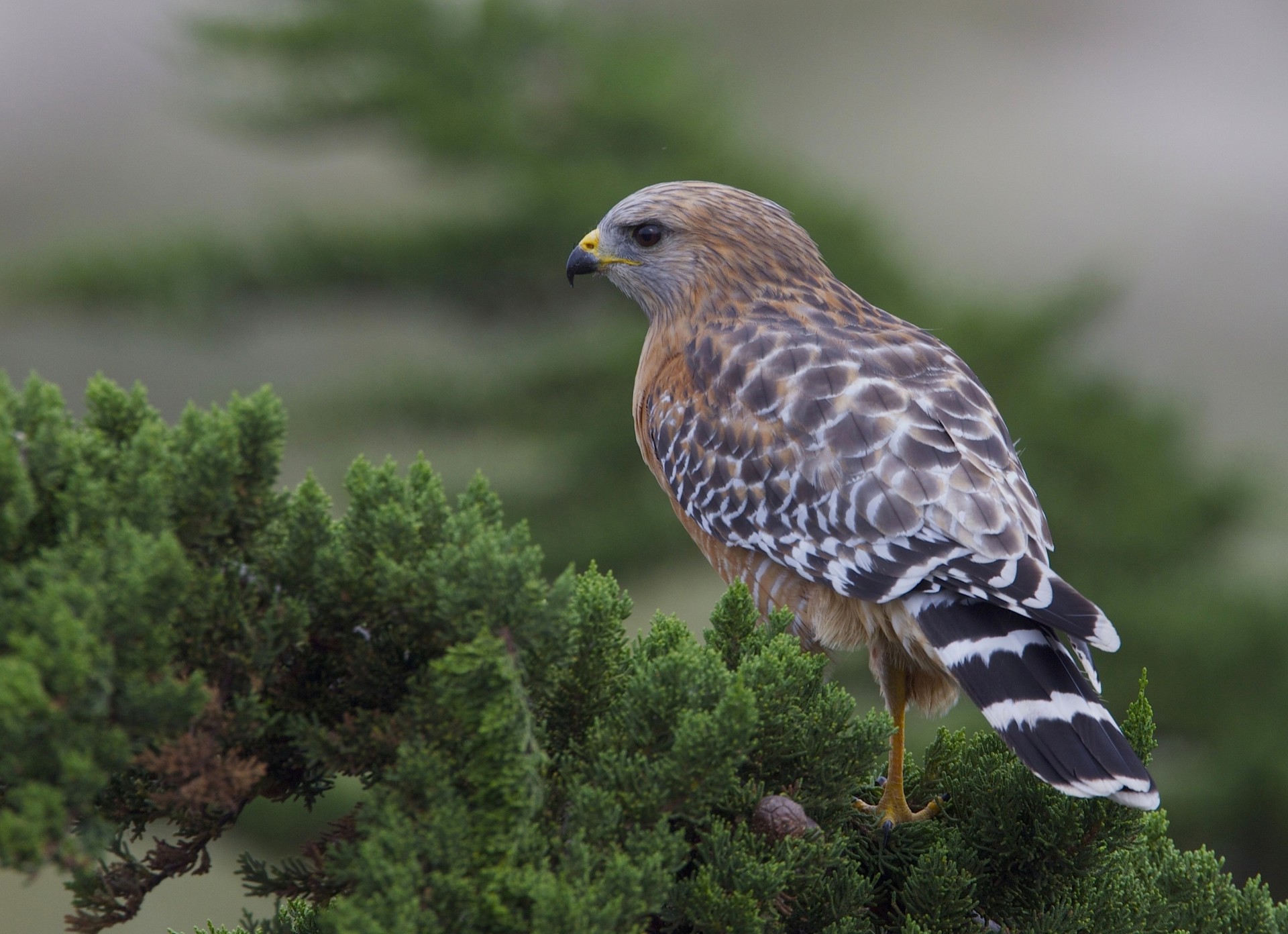 birds hawk buzzard branch