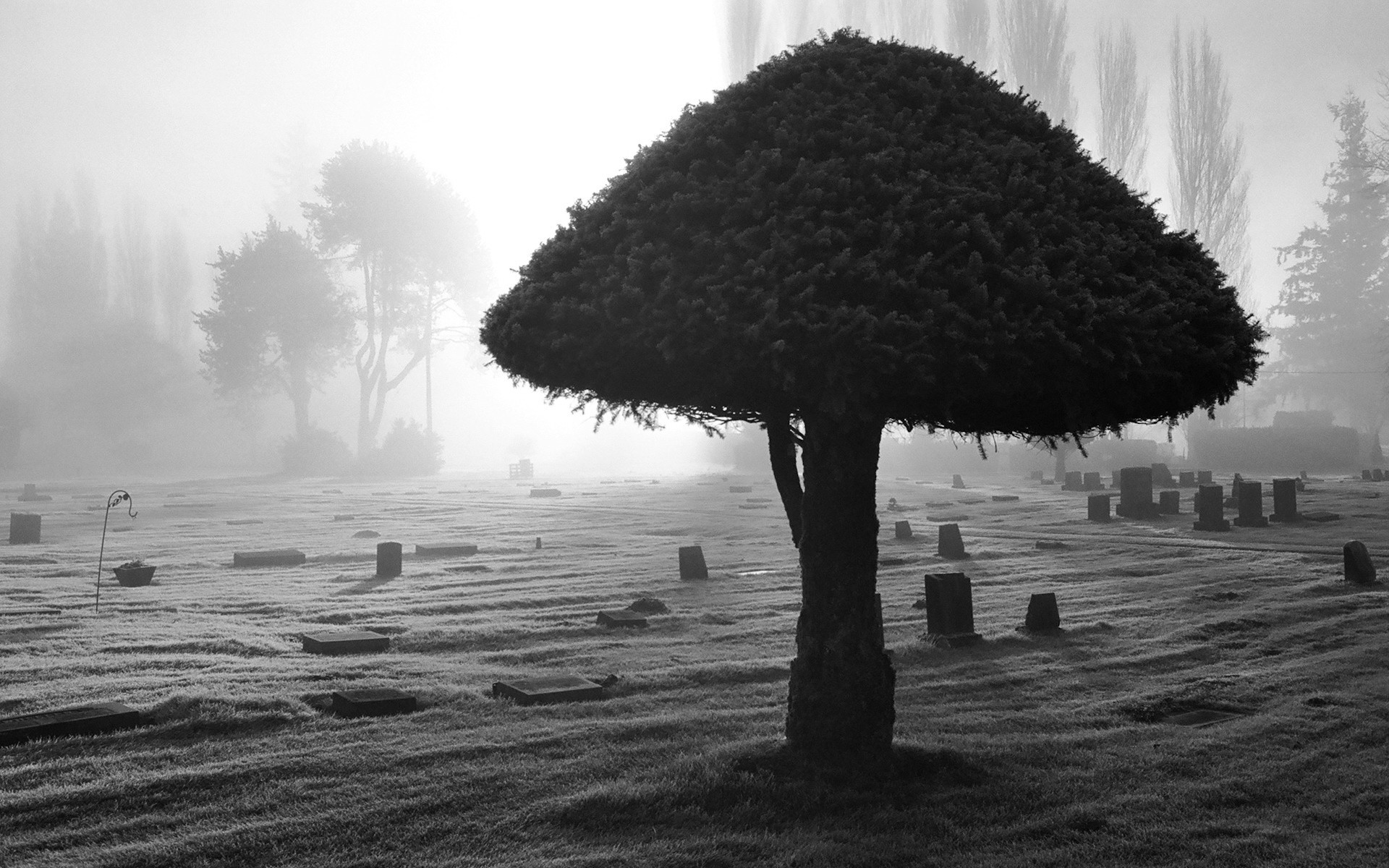 noir et blanc arbre lumière cimetière