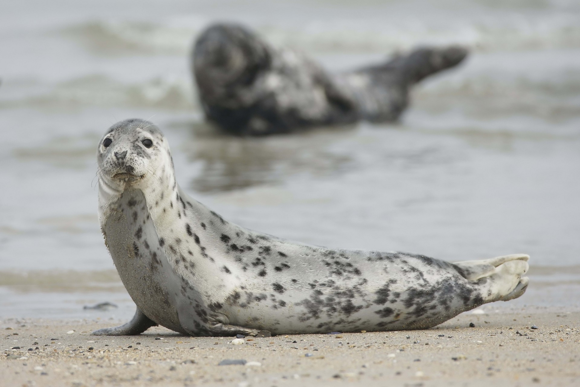 mamífero animal borrosidad foca