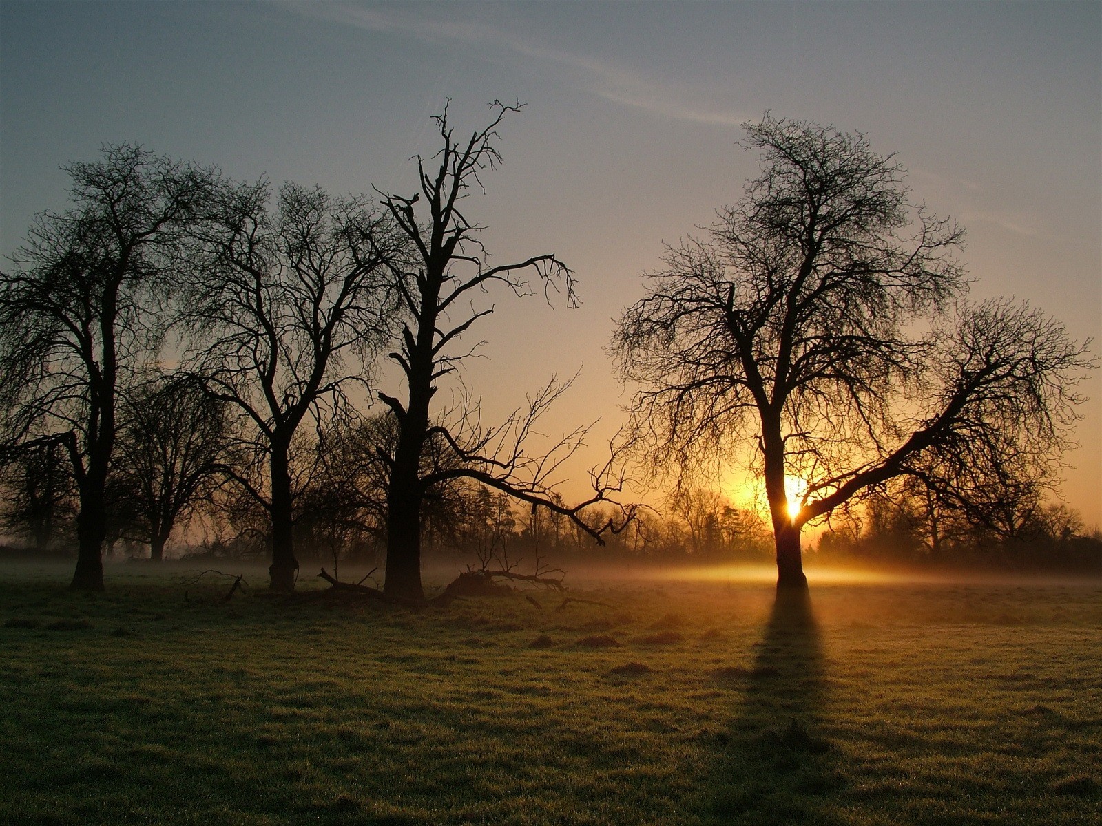 arbre brouillard matin