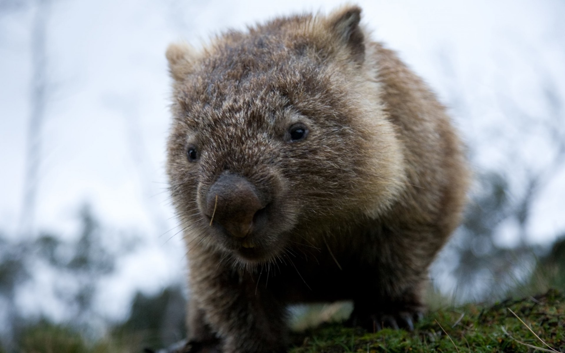 zähne aussehen tiere