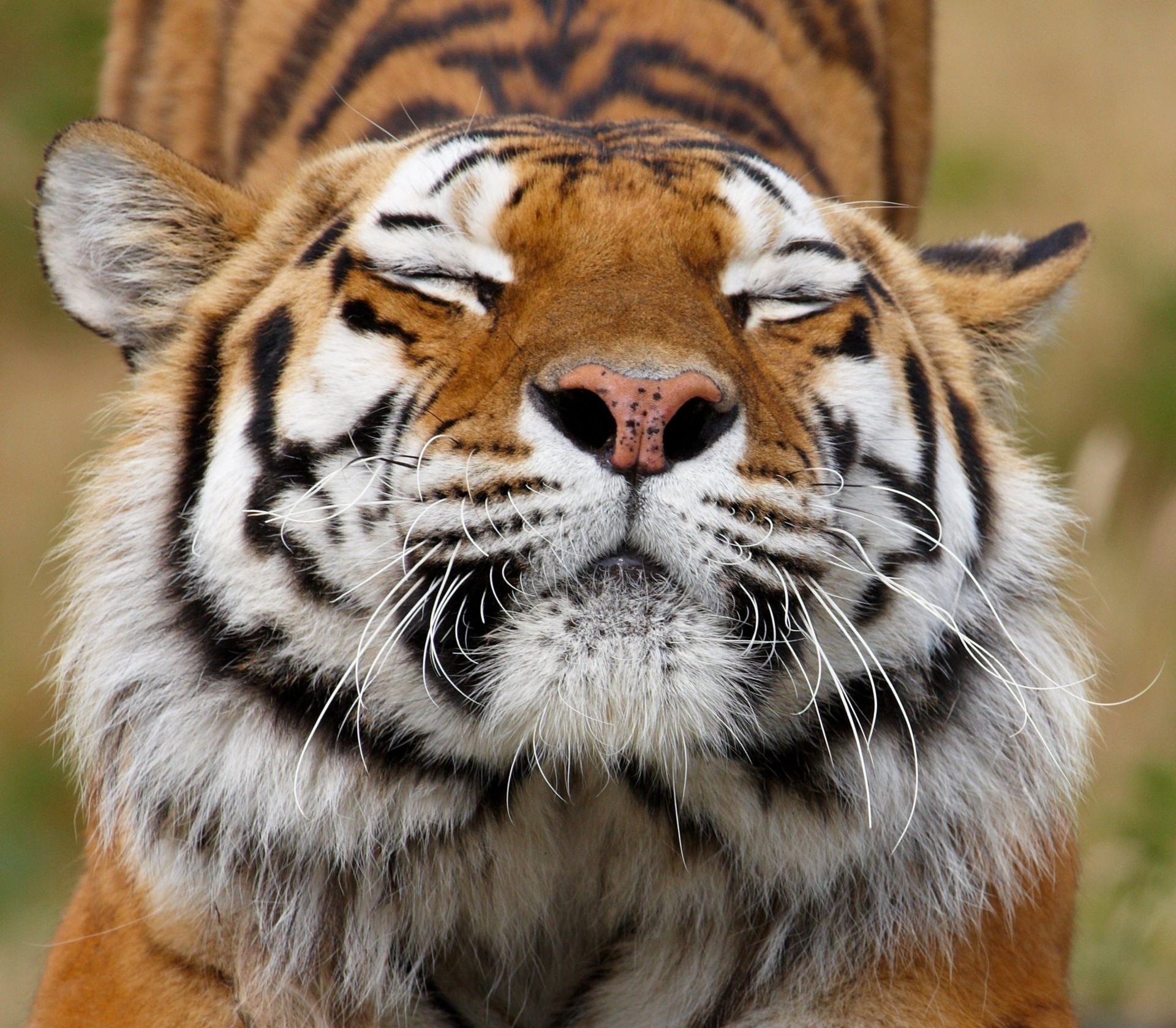 animali denti colori predatore tigre