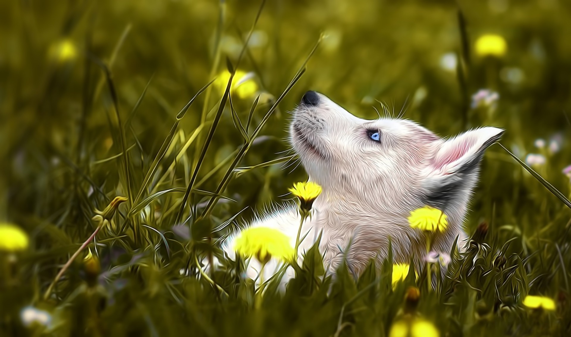 ojos azules perro husky hierba flores