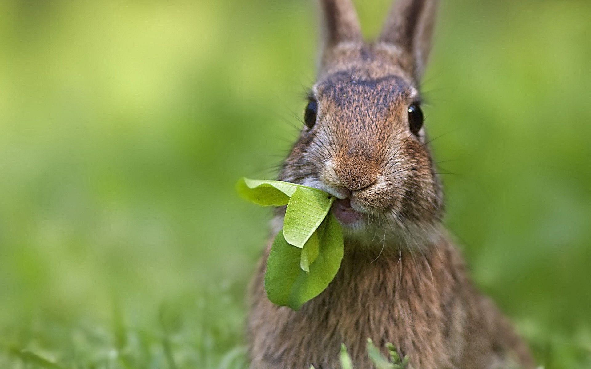 forest rabbits summer nature