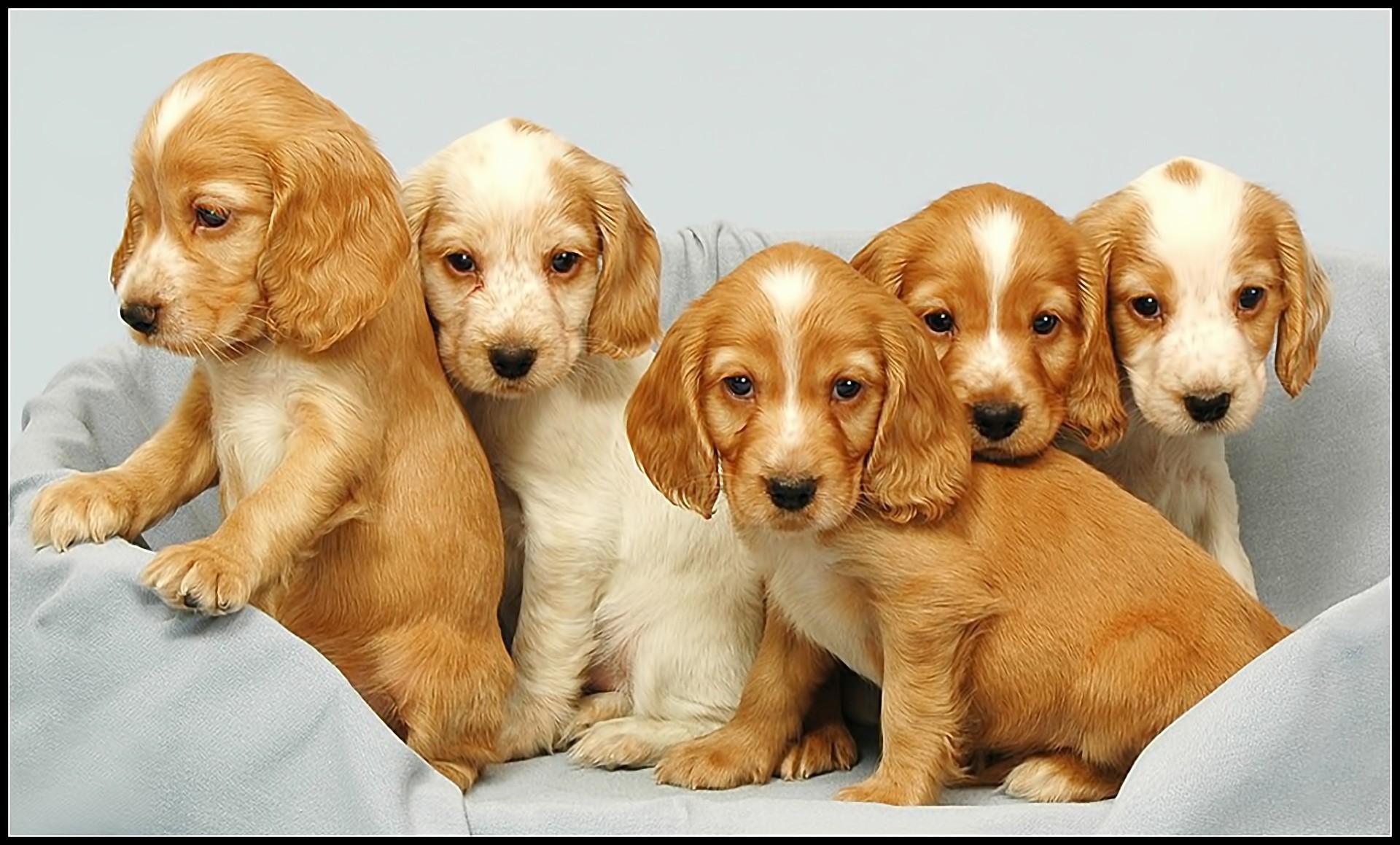 cuccioli cani spaniel