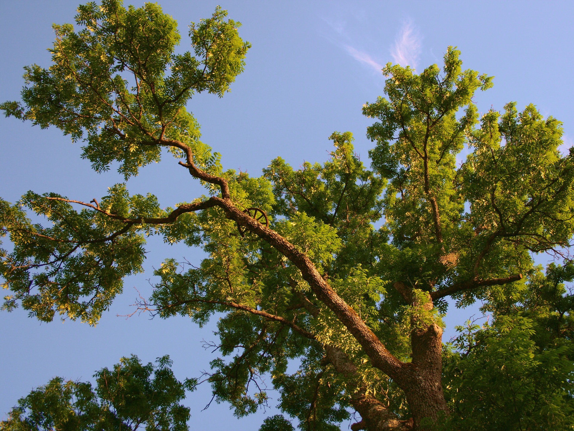 árbol rueda ramas