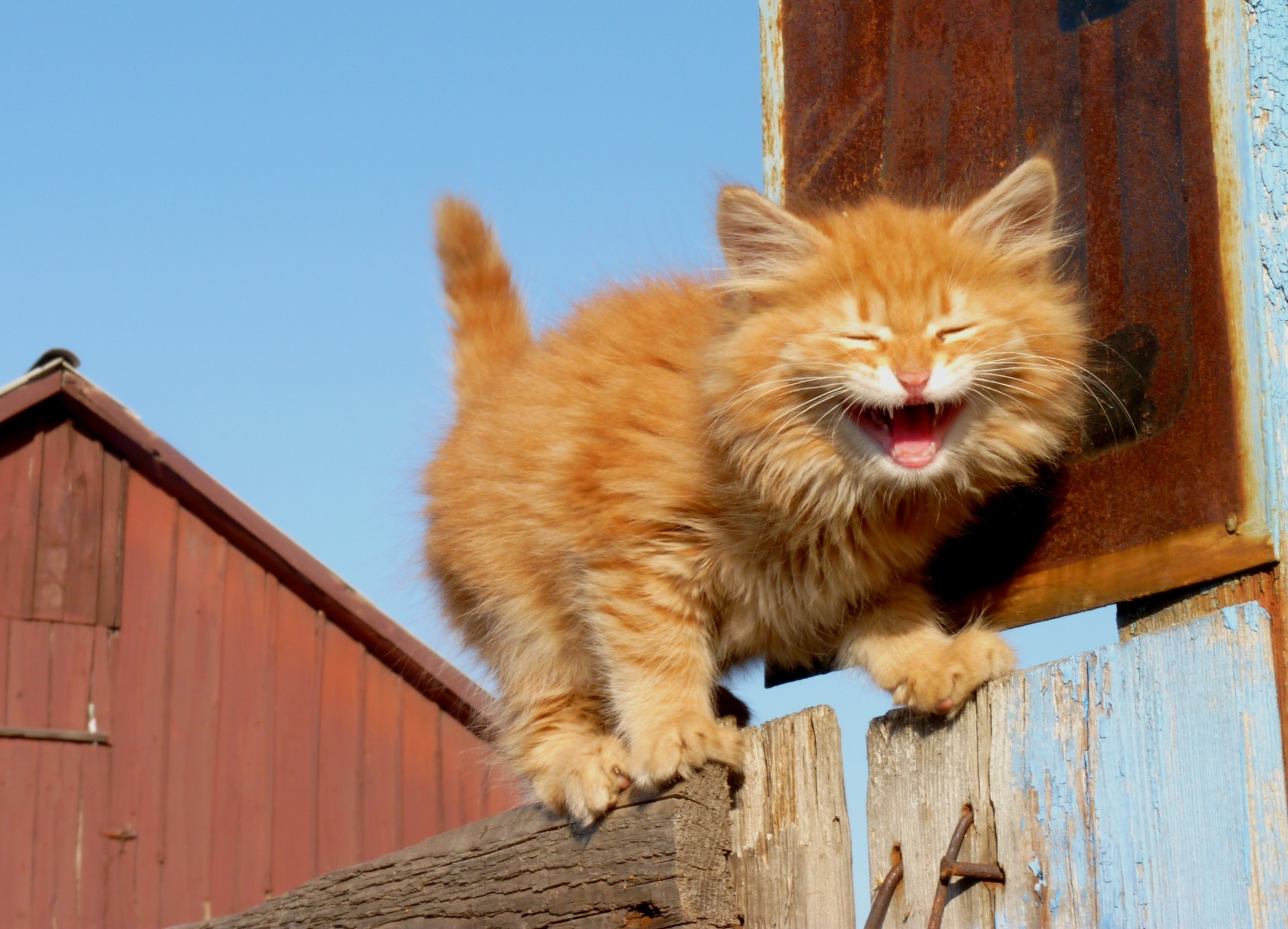 gato grito boca abierta cerca