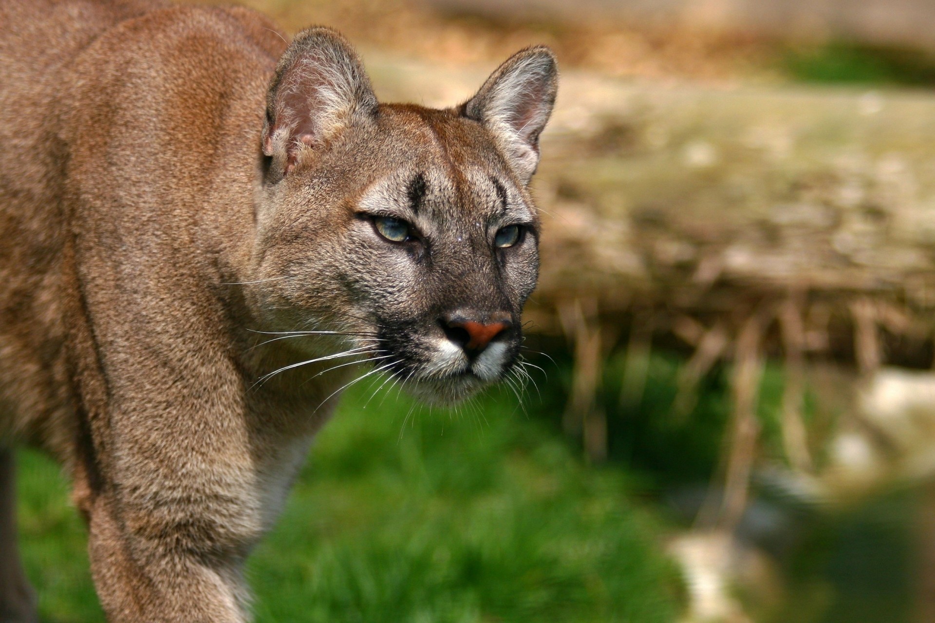 gato salvaje puma león de montaña