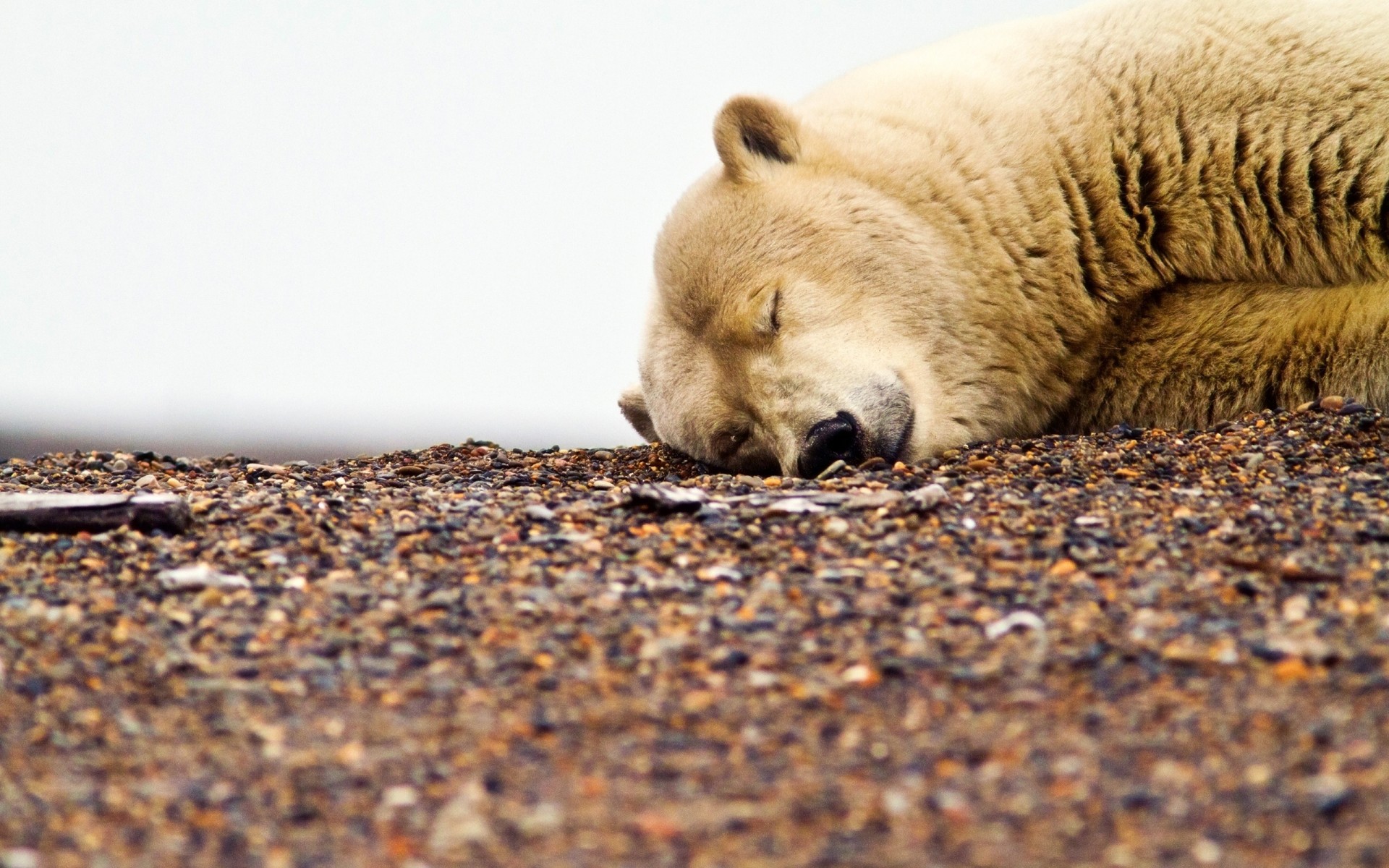 pietre dormire denti orso polare ghiaia