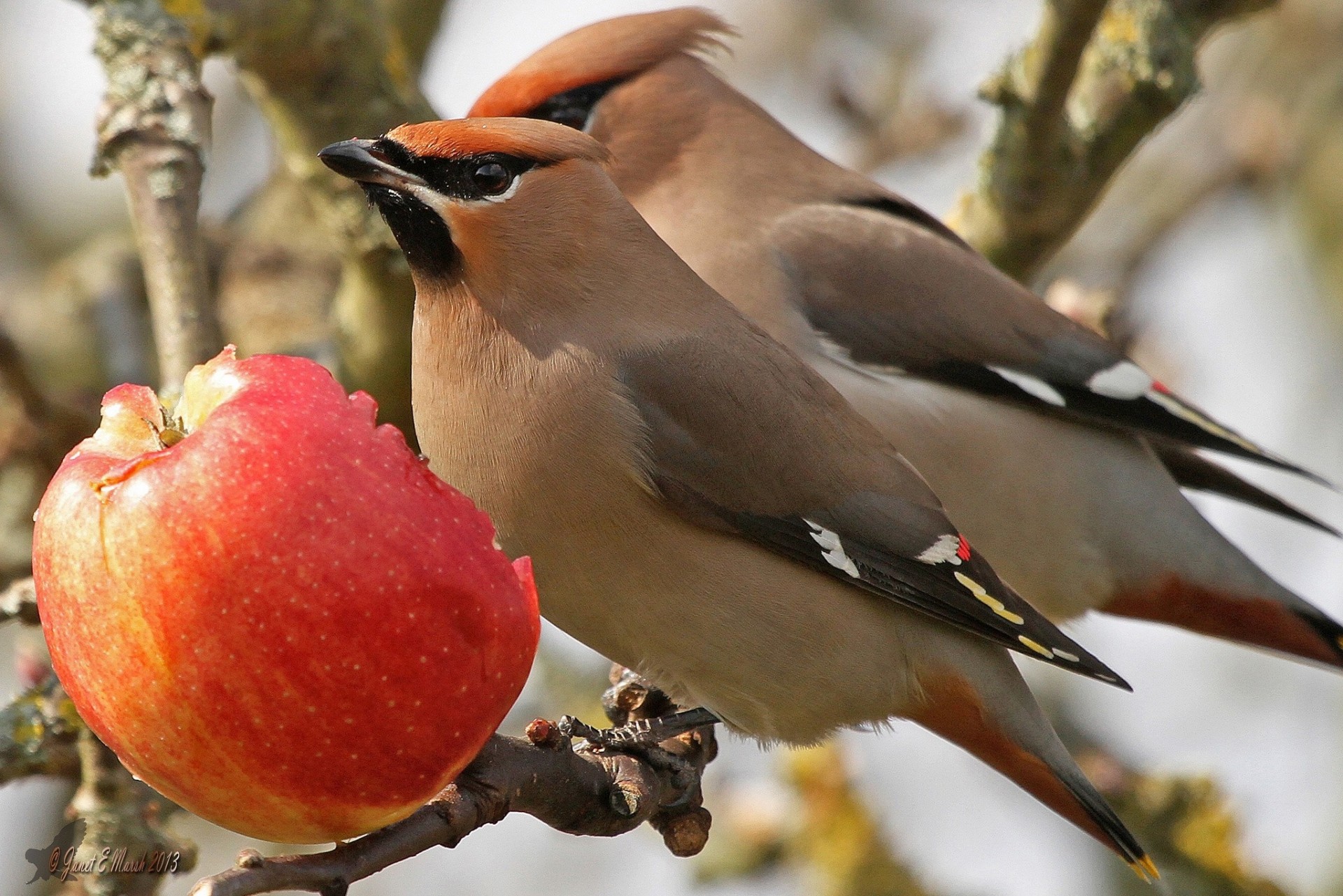 apfel pfeifen zweig mittagessen vögel