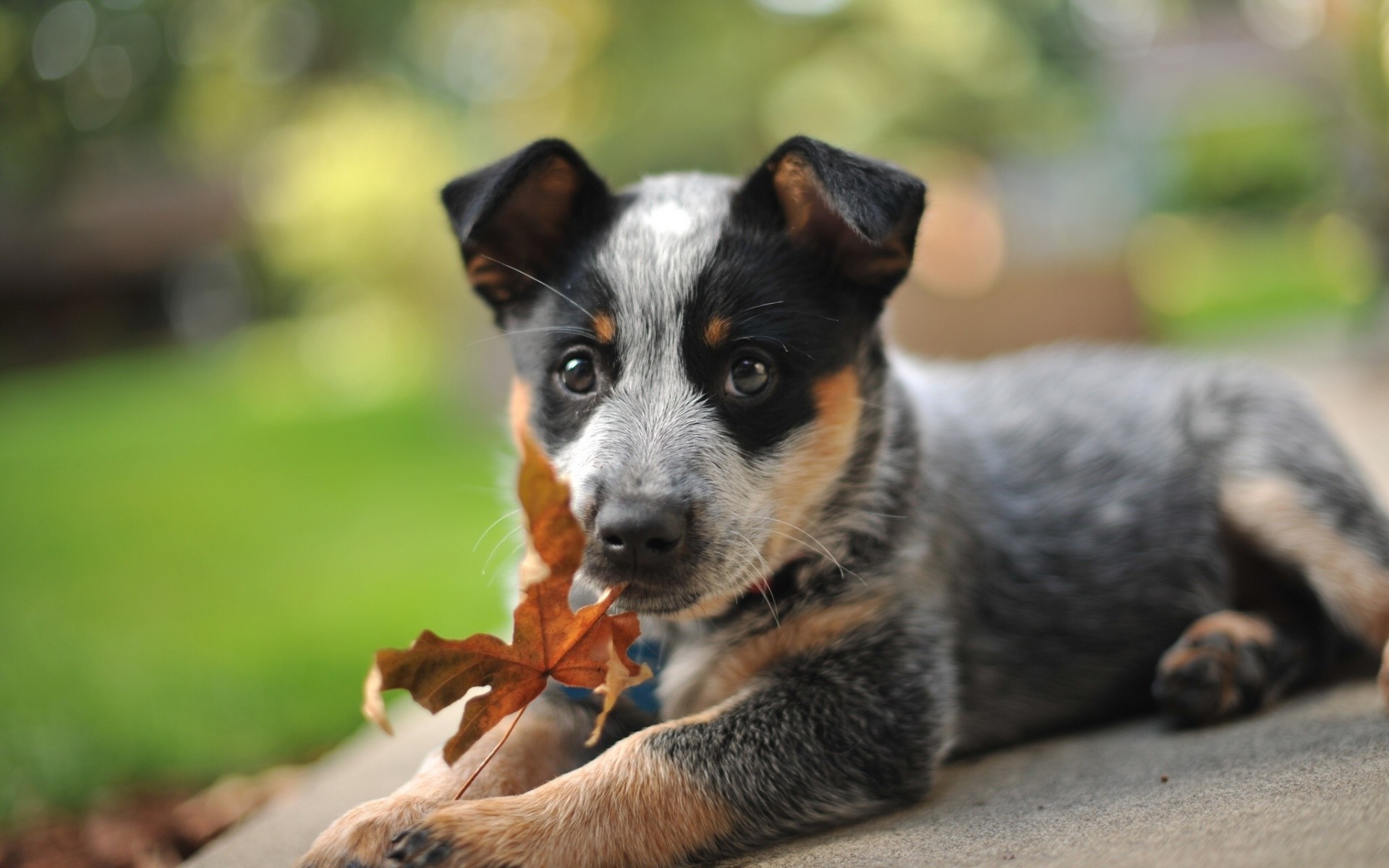 chien chiot feuille