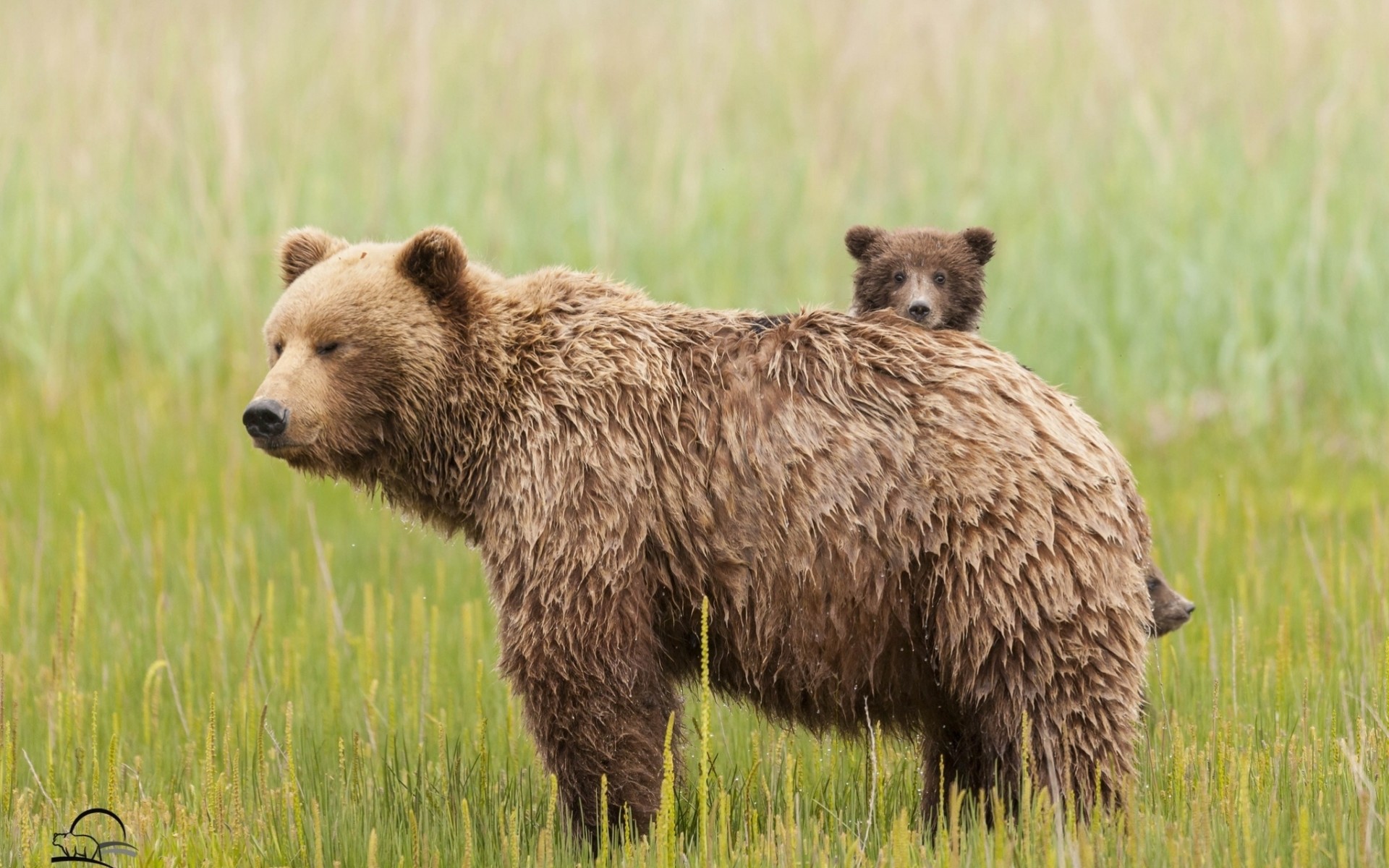 maternité ours en peluche herbe ours ours prairie