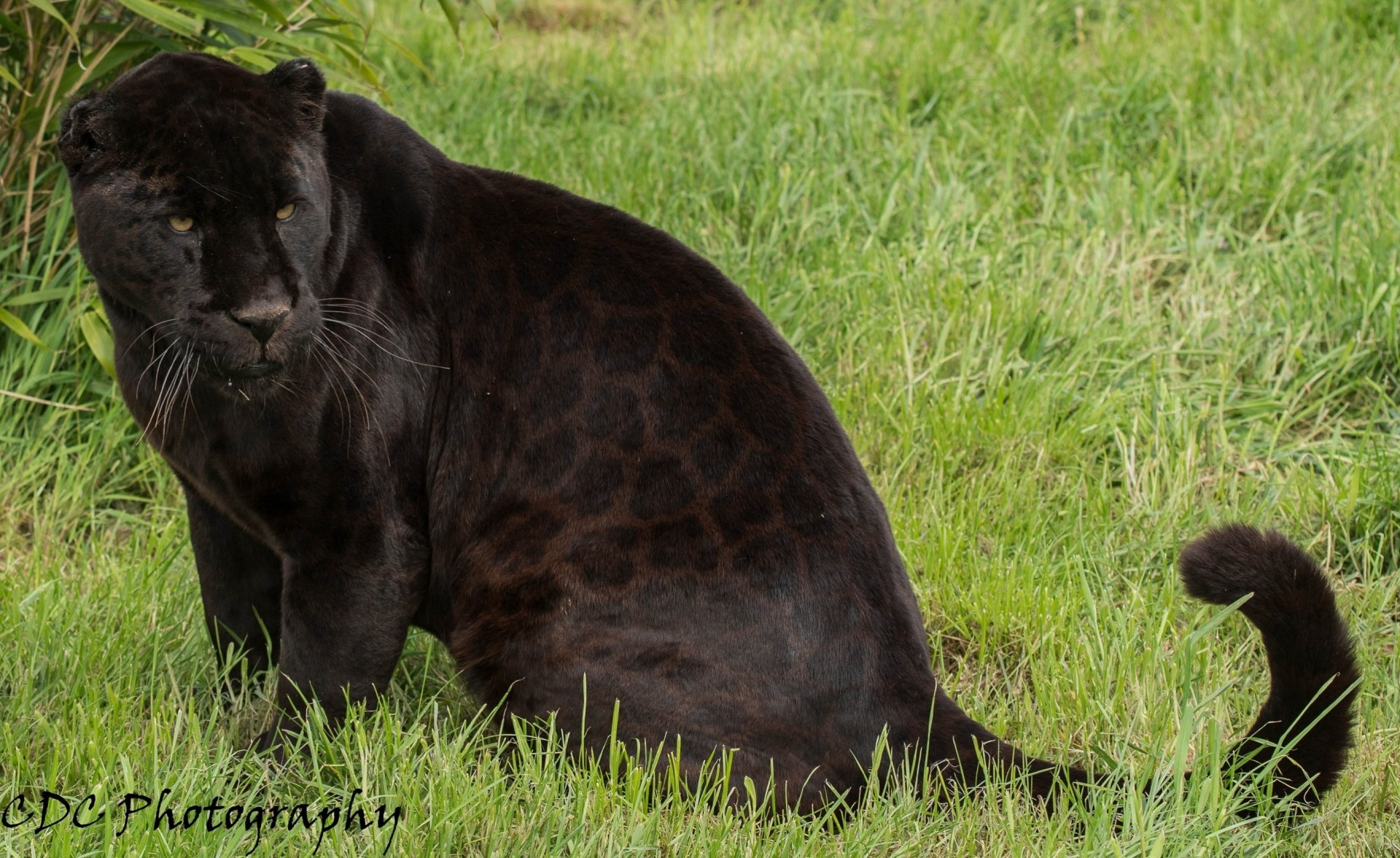 chat sauvage jaguar panthère noir