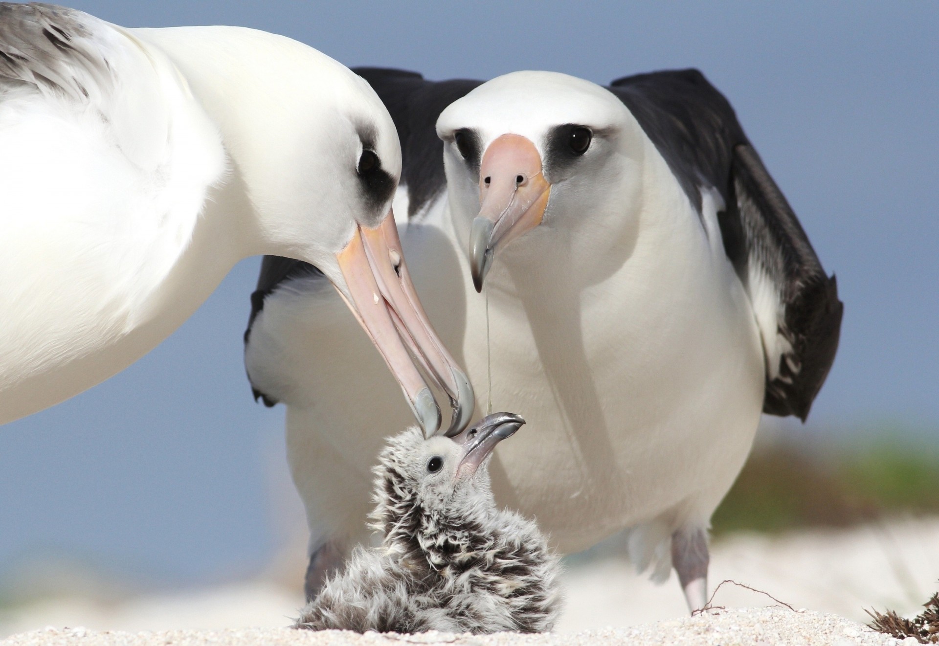 küken eltern albatrosse vögel