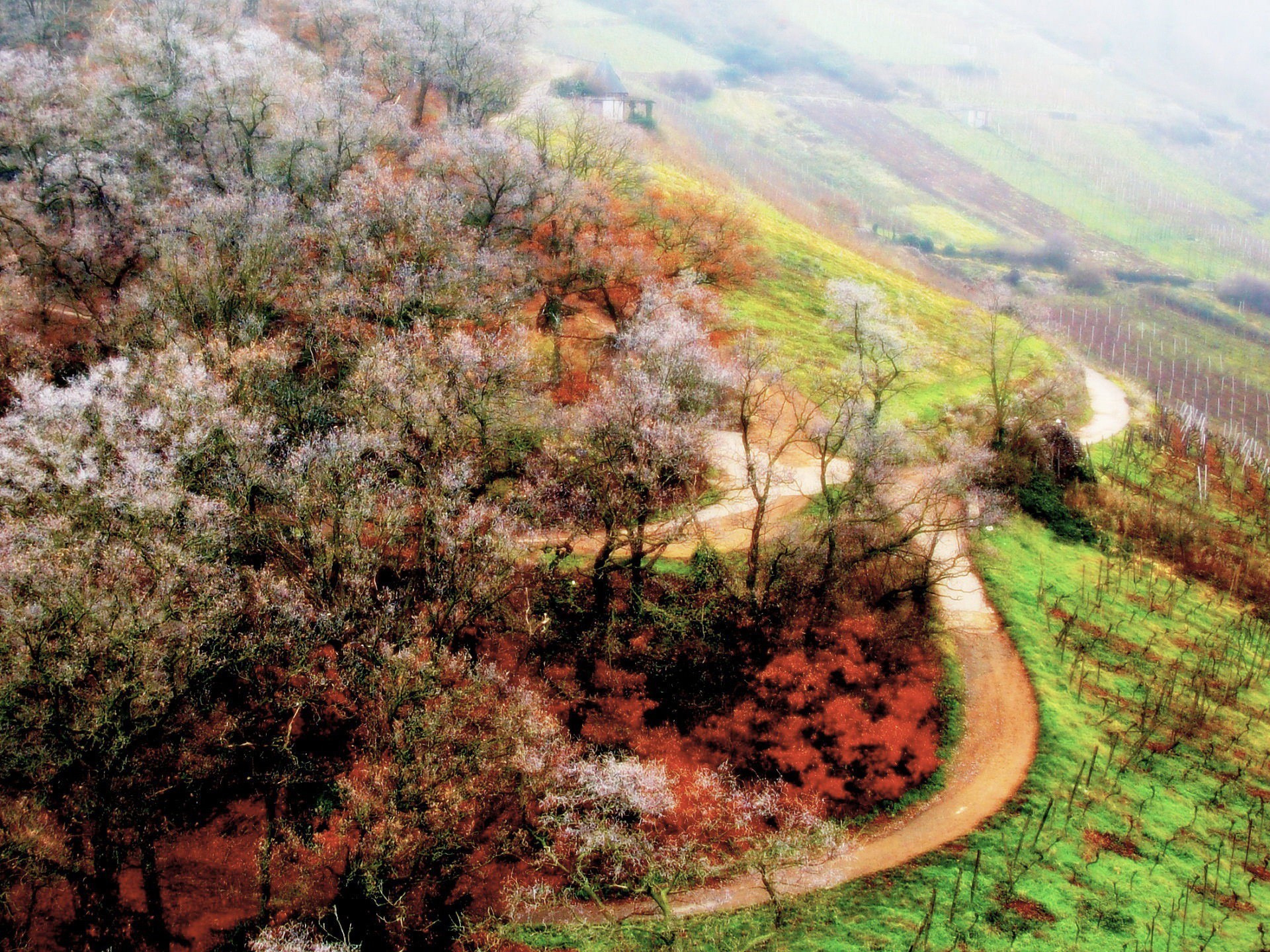 primavera alberi strada