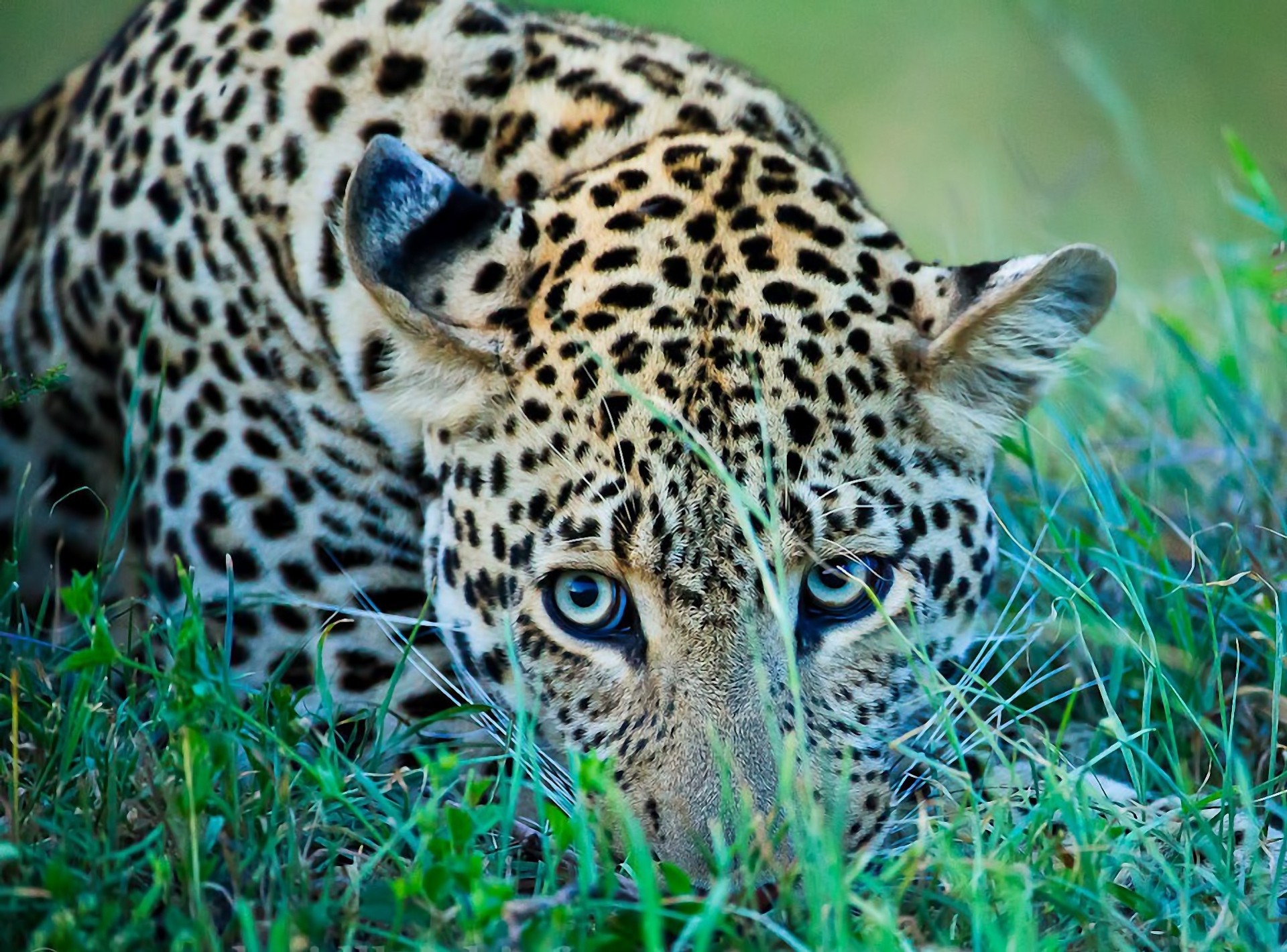 gras ansicht leopard natur