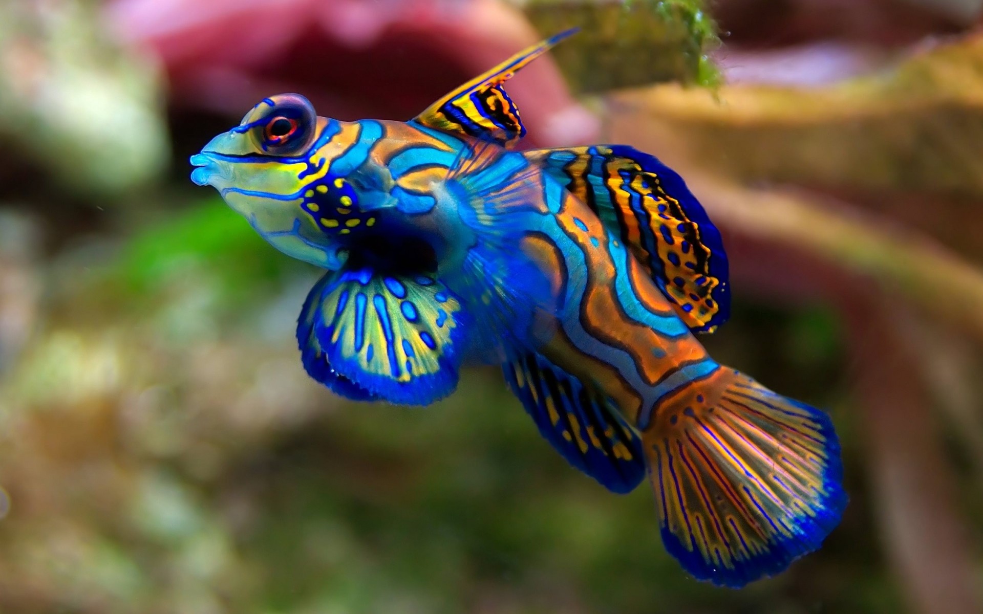 fish parrot