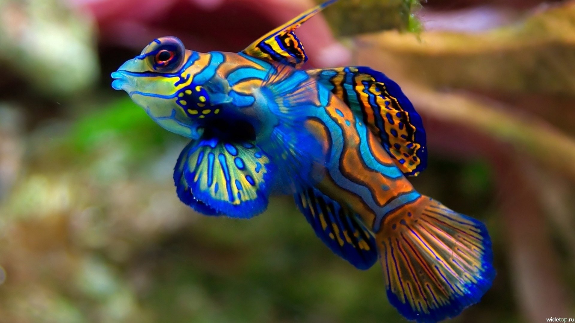 close up underwater fish