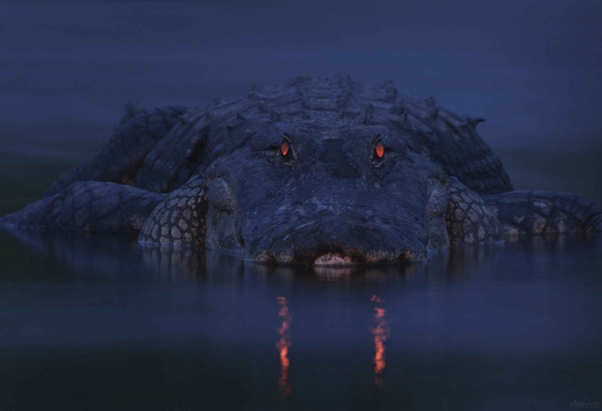 crocodile darkness alligator river