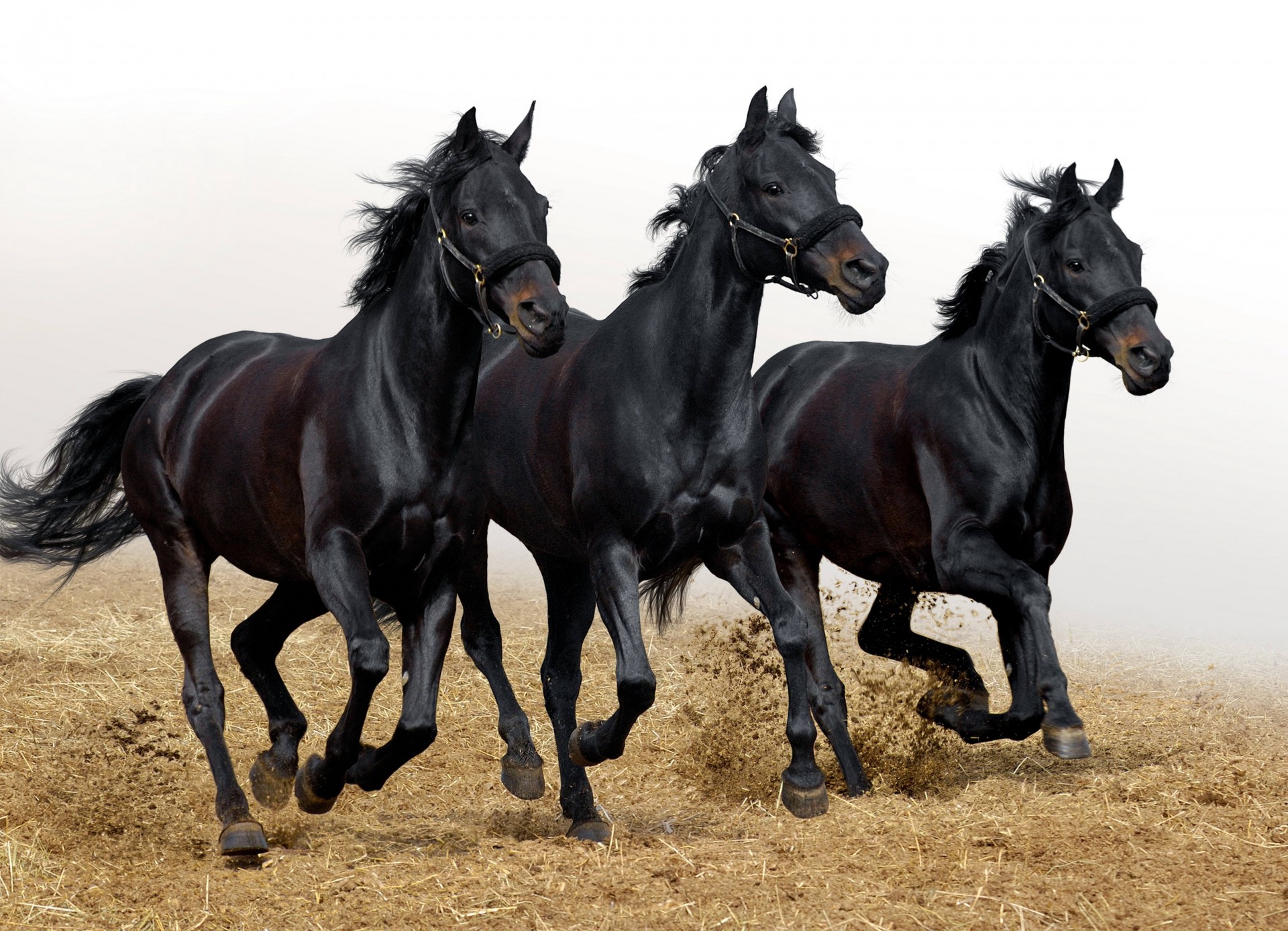 trois chevaux mouvement étalons